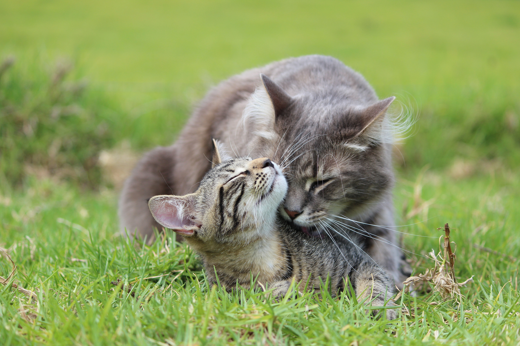 Дымчатый кот в траве бесплатно