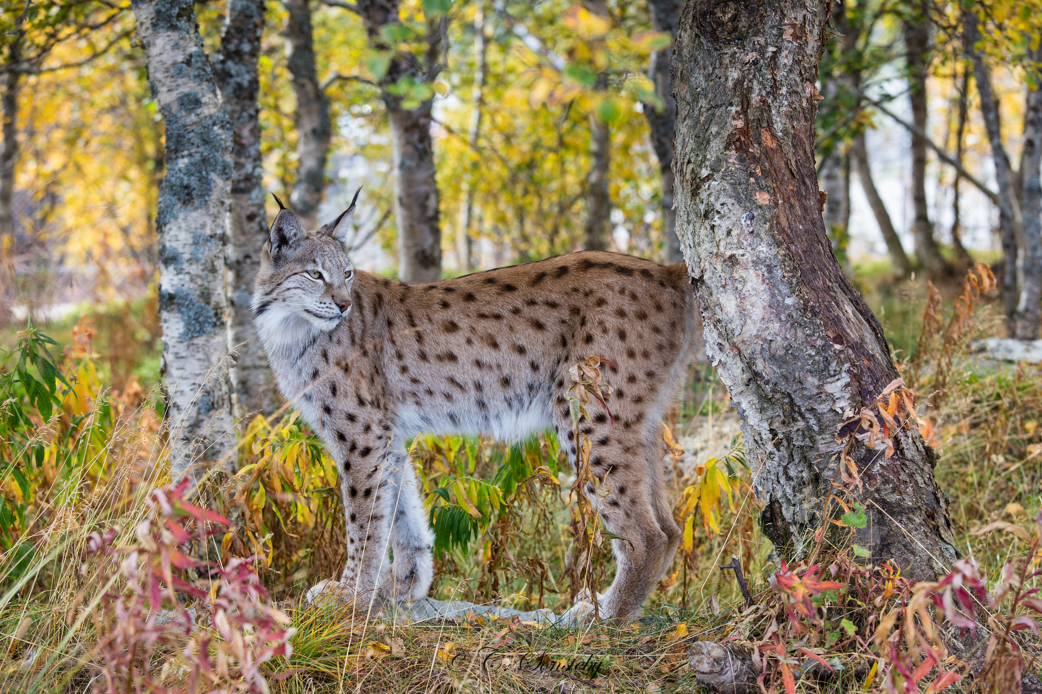 Хищное животное леса. Gepard Lynx. Лесная Рысь. Рысь Кедровая Падь. Ярус рыси.