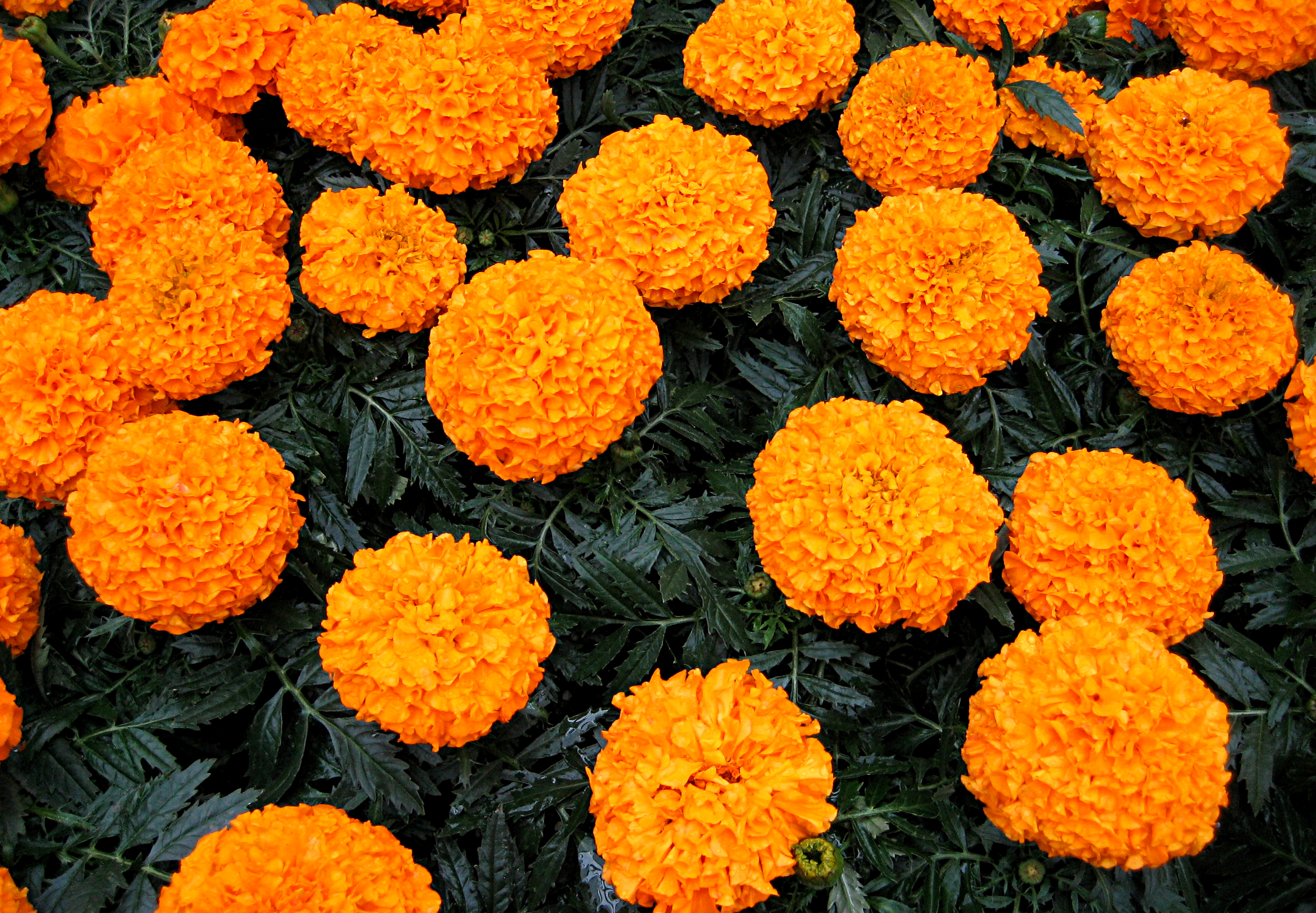 Цветы оранжевого цвета названия и фото. Бархатцы Тайшан оранж. Бархатцы прямостоячие Тайшан оранж. Бархатцы Тагетес. Бархатцы Тагетес прямостоячий.