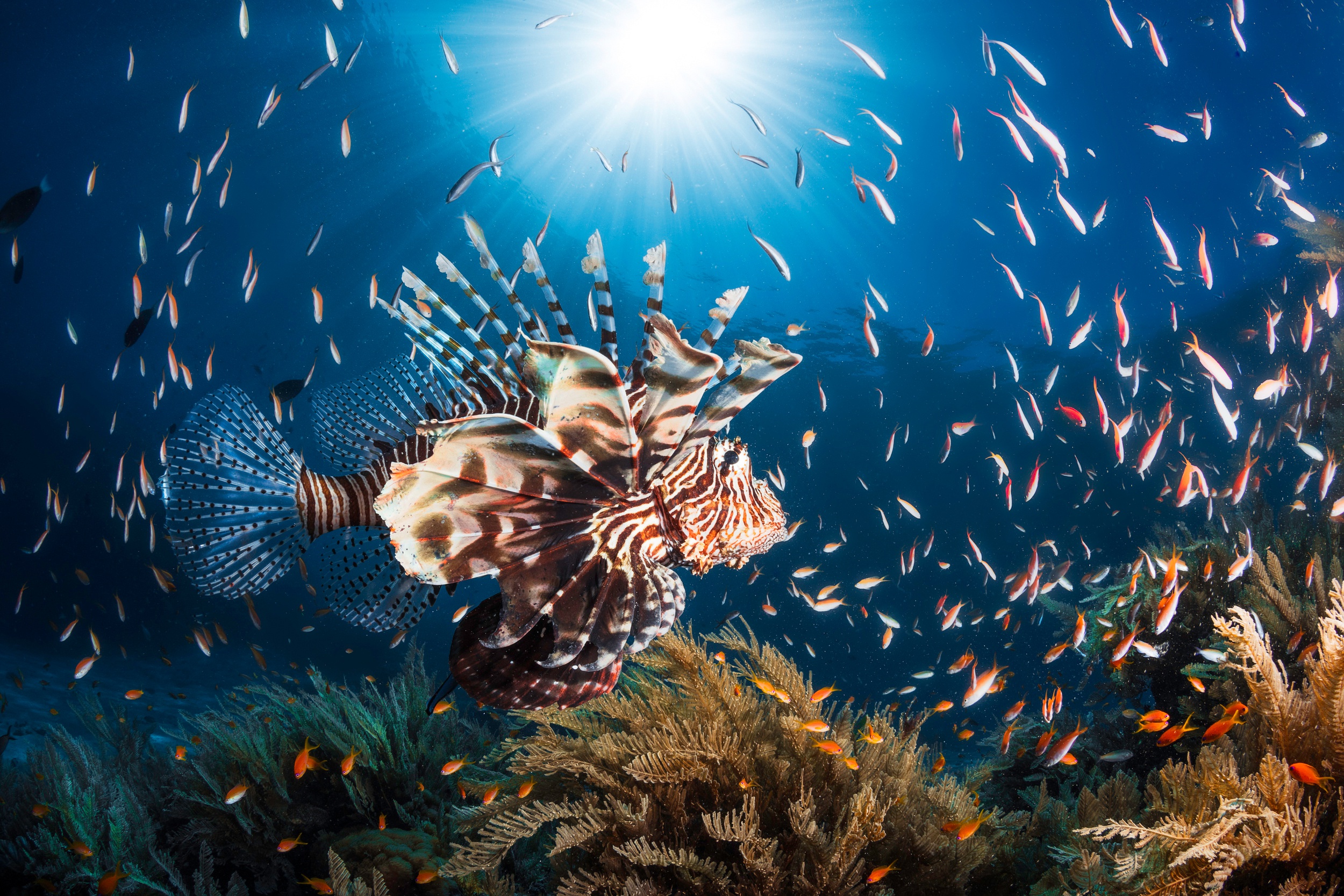 Видео океана лучшее. Подводный мир. Подводный мир океана. Рыбы в океане. Морское дно с рыбками.