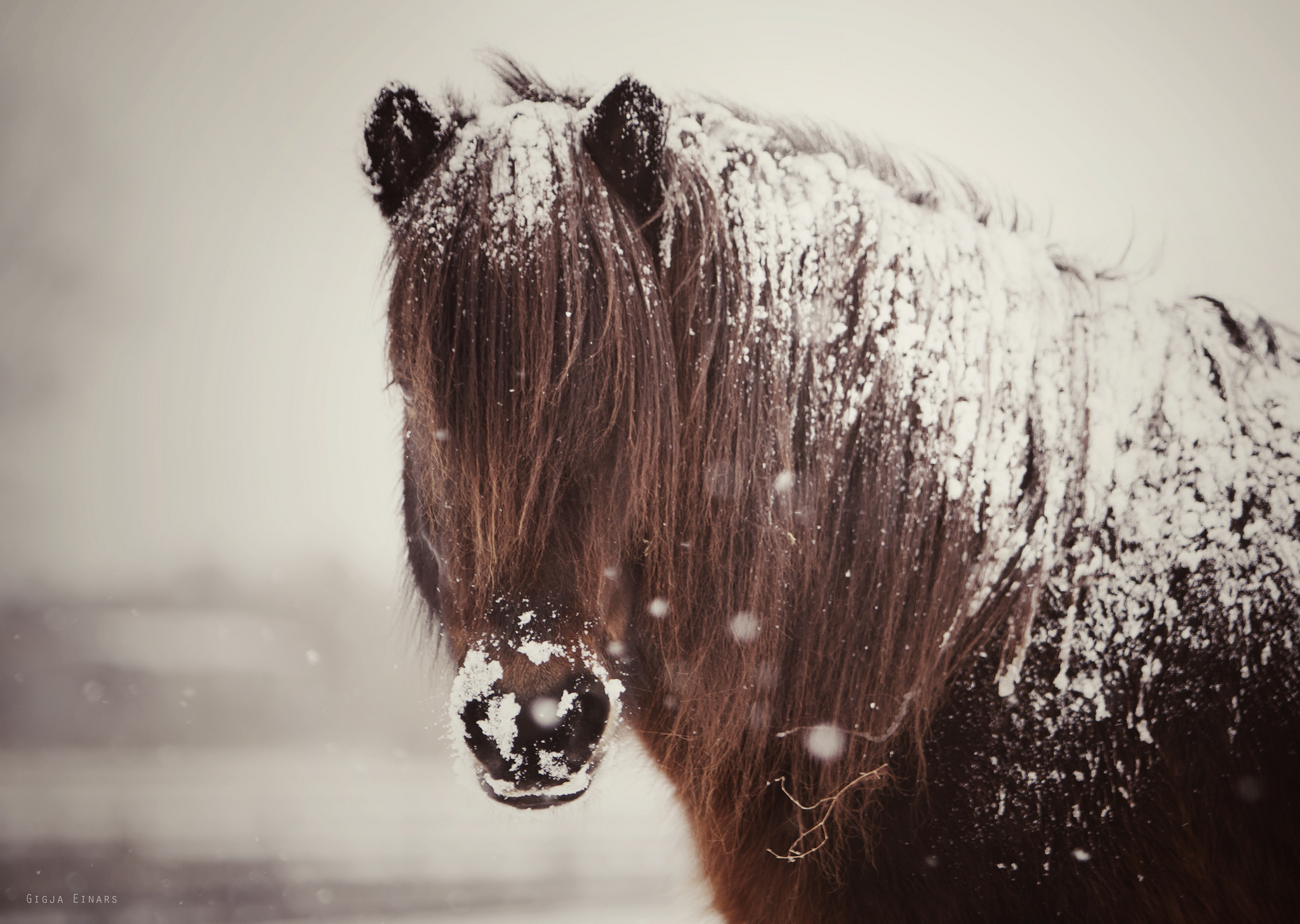 лошади на снегу бесплатно