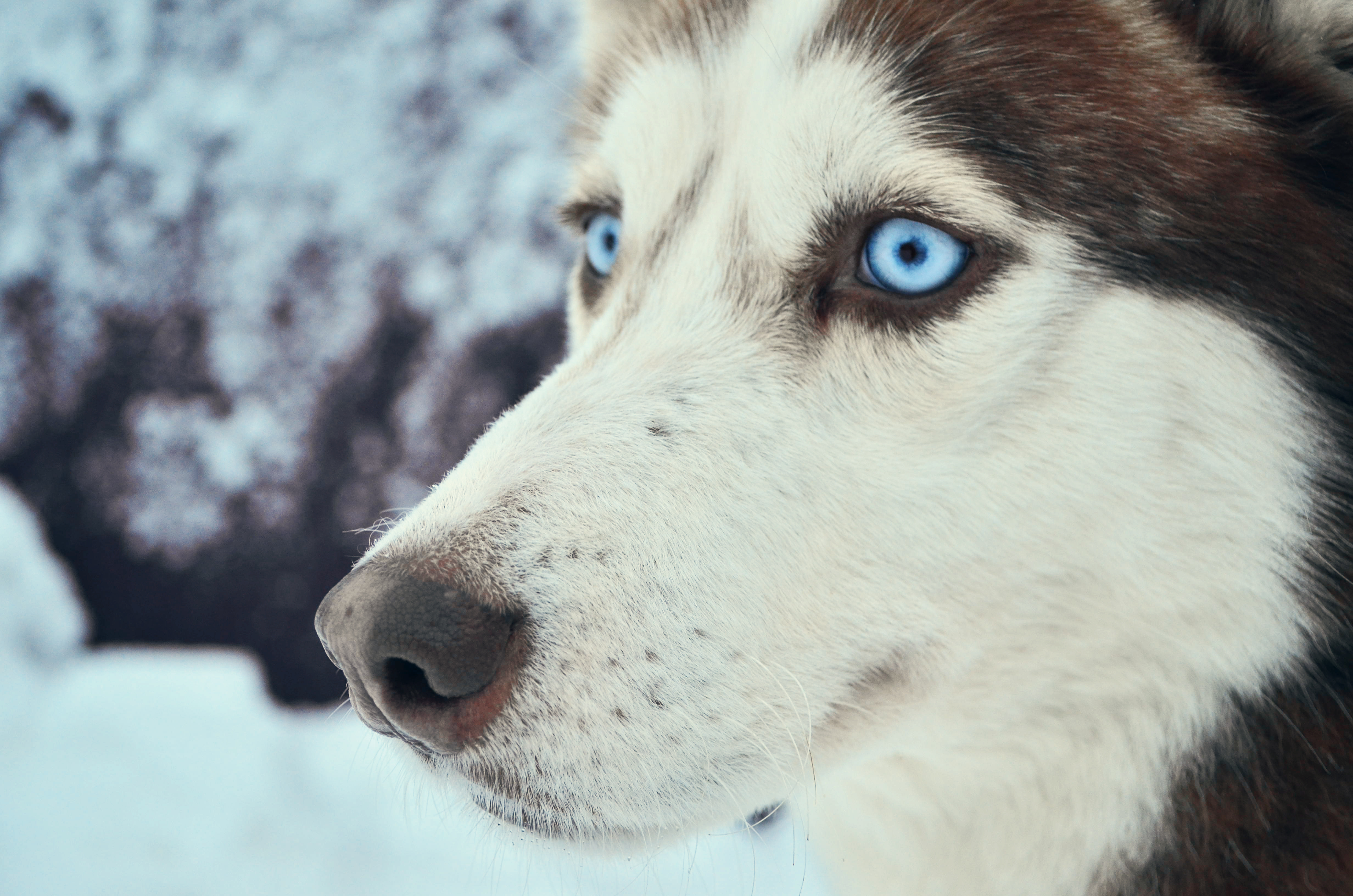Порода собак с голубыми глазами. Сибирский хаски. Сибирский хаски глаза. Хаски голубоглазые. Лайка и хаски.