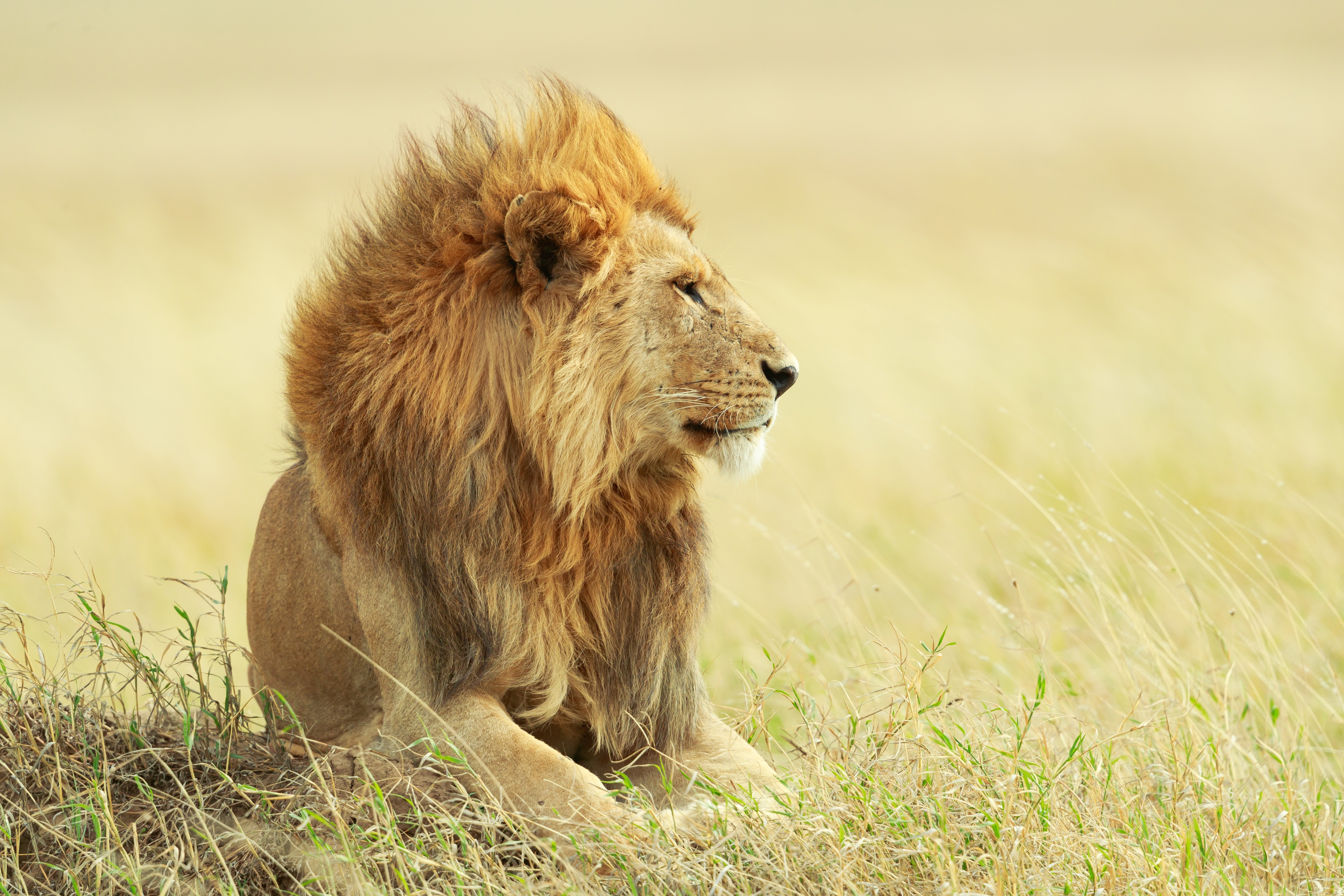 Картинки лев Трава смотрят животное 3600x2400 Львы траве Взгляд смотрит Животные