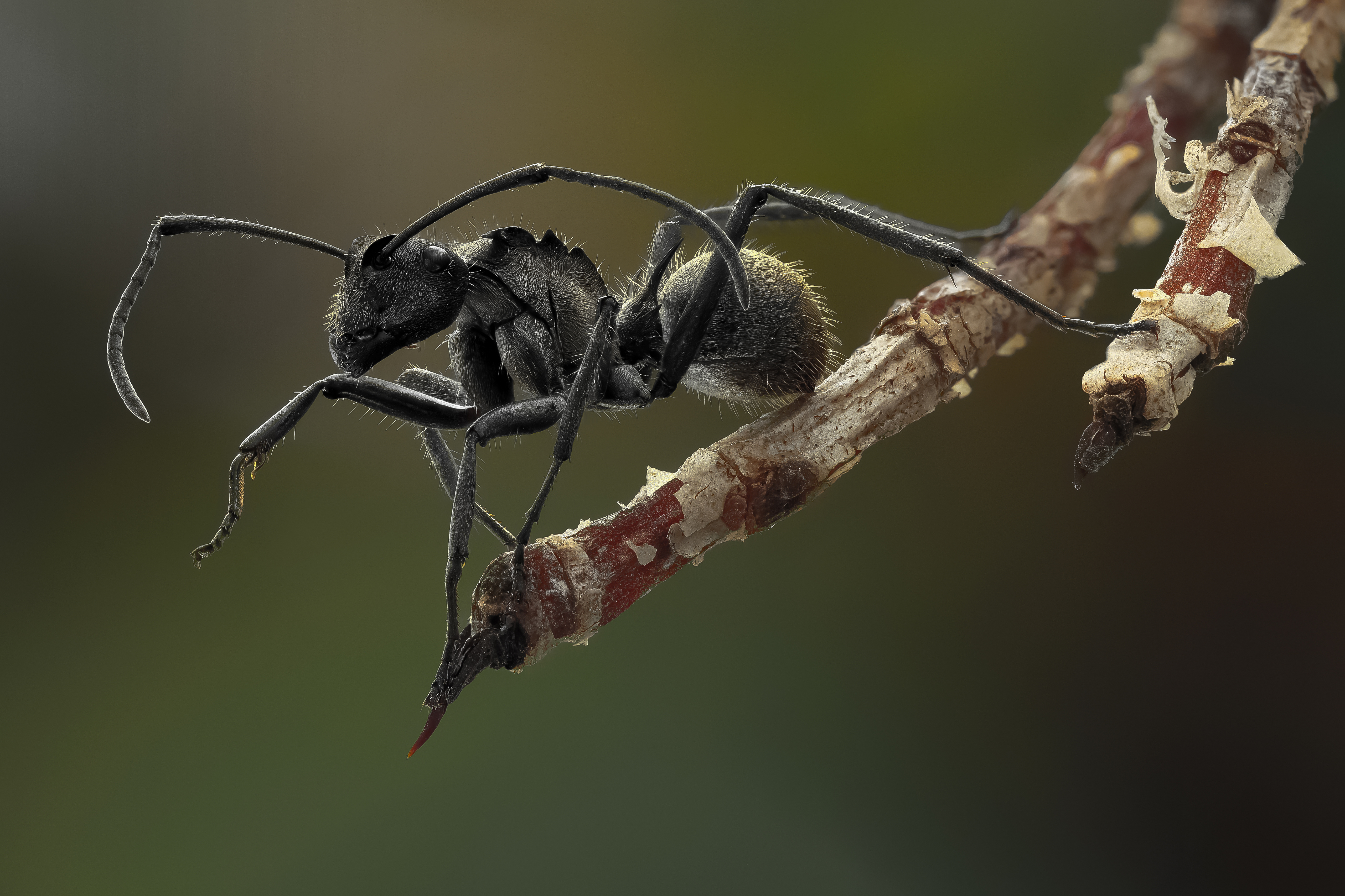 Лапки усики. Насекомые муравей. Муравьиные лапки. Черный муравей. Муравей фото.