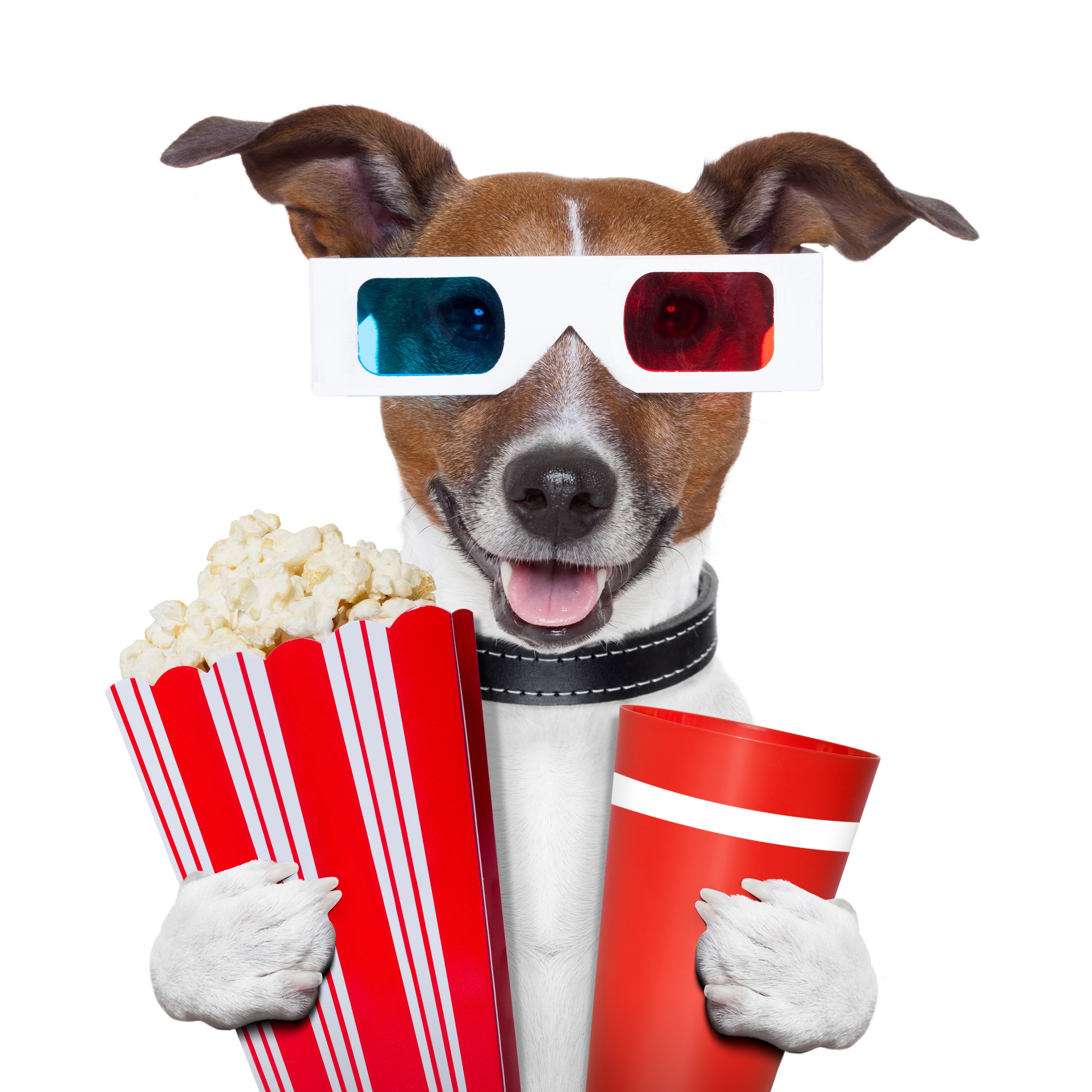 Собака в очках с попкорном