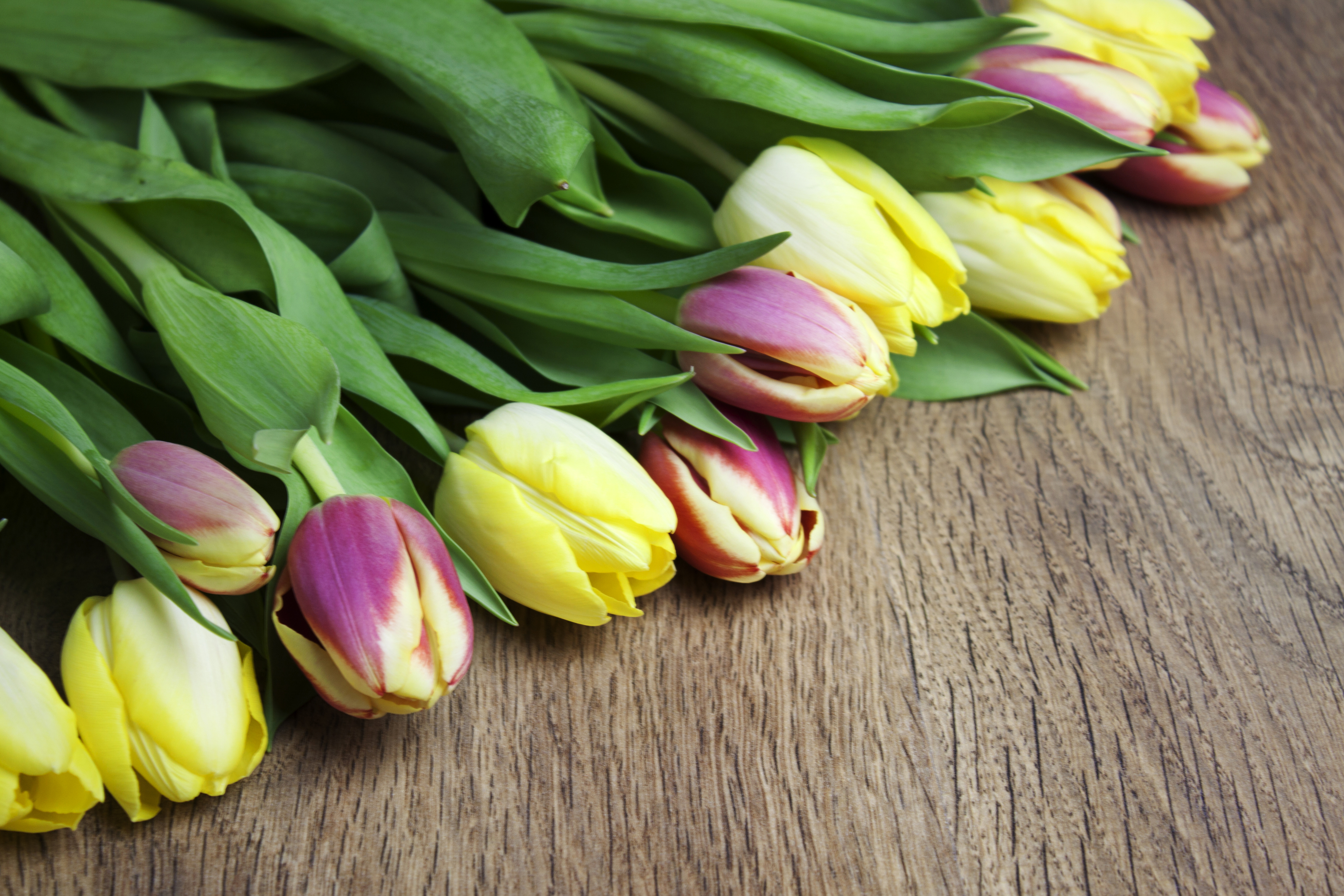 Сколько дарят цветов тюльпанов. Тюльпан Денмарк. Тюльпан Tom pouce. Аквамарин тюльпаны. Весенние тюльпаны.