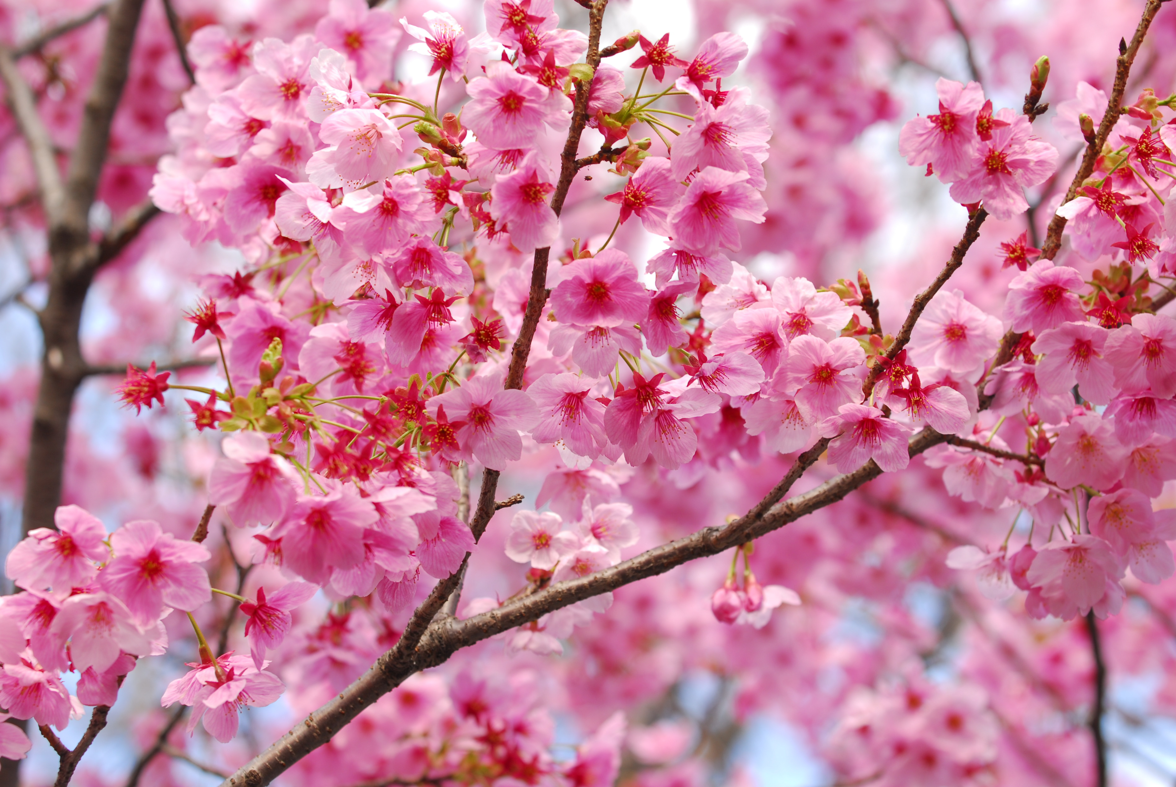 Sakura blossom. Сакура черри блоссом. Сакура черри блоссом дерево. Черри блоссом цветет. Яблоня черри блоссом.