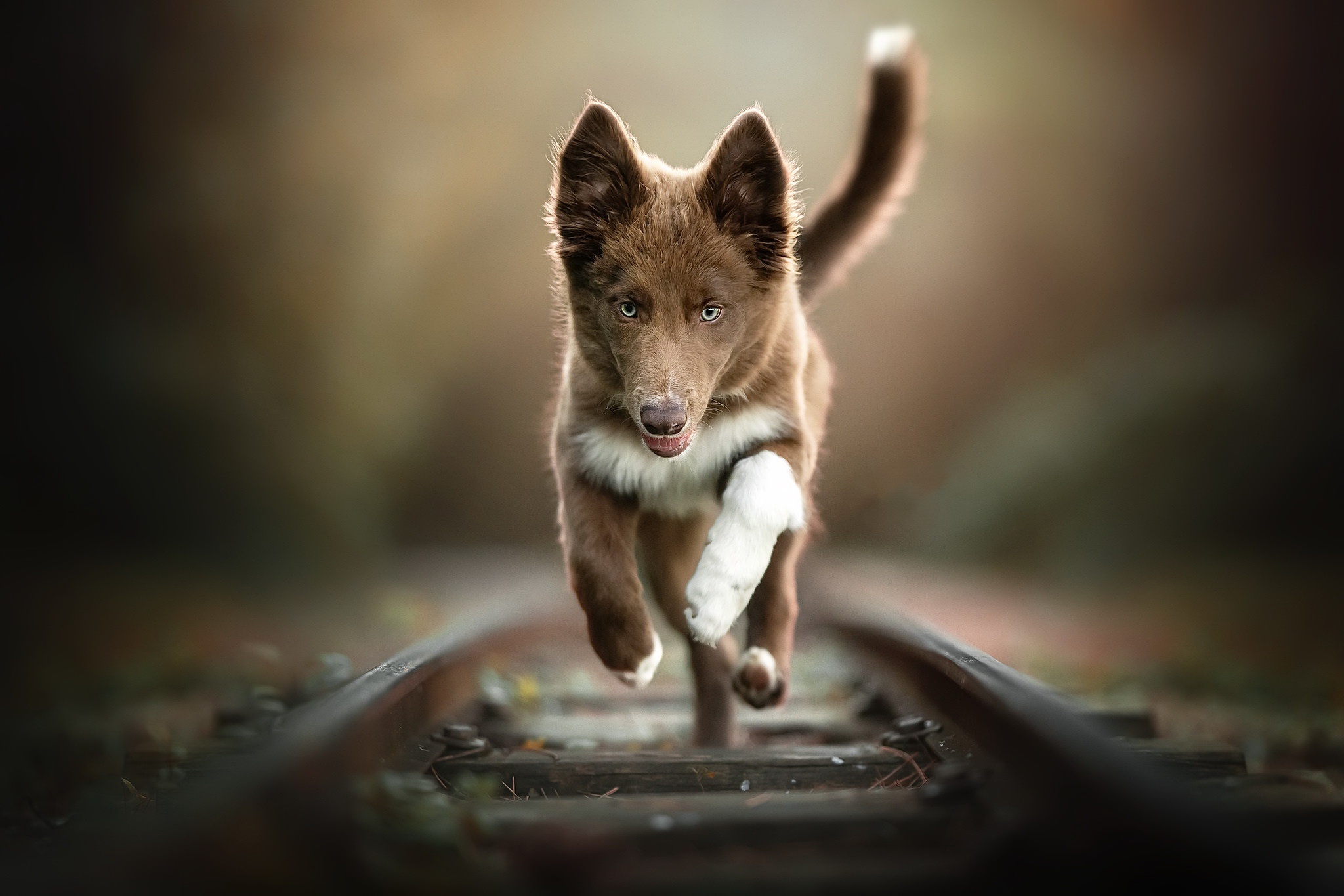 Фотографии Собаки бежит Рельсы Размытый фон Железные дороги животное 2048x1365 собака Бег бегущая бегущий рельсах боке Животные