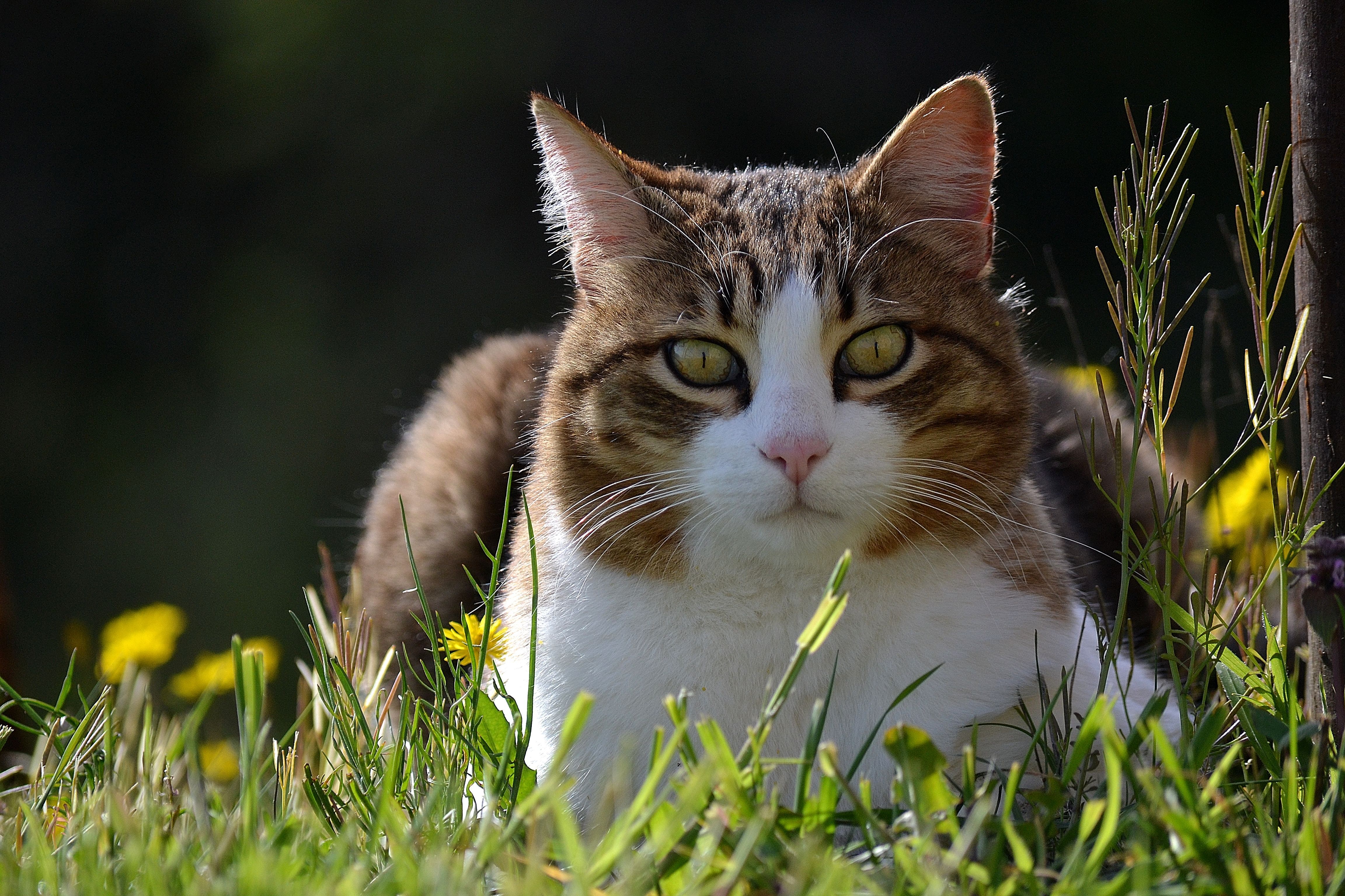 Весенняя кошечка. Кошки весной. Трава для кошек. Кошка на природе.