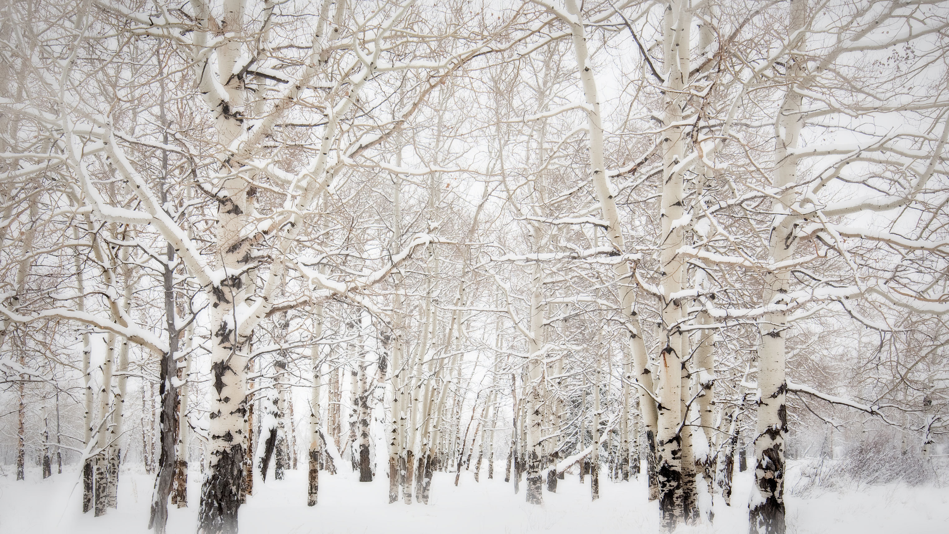 Березы снег деревья зима опушка Birch snow trees winter the edge скачать