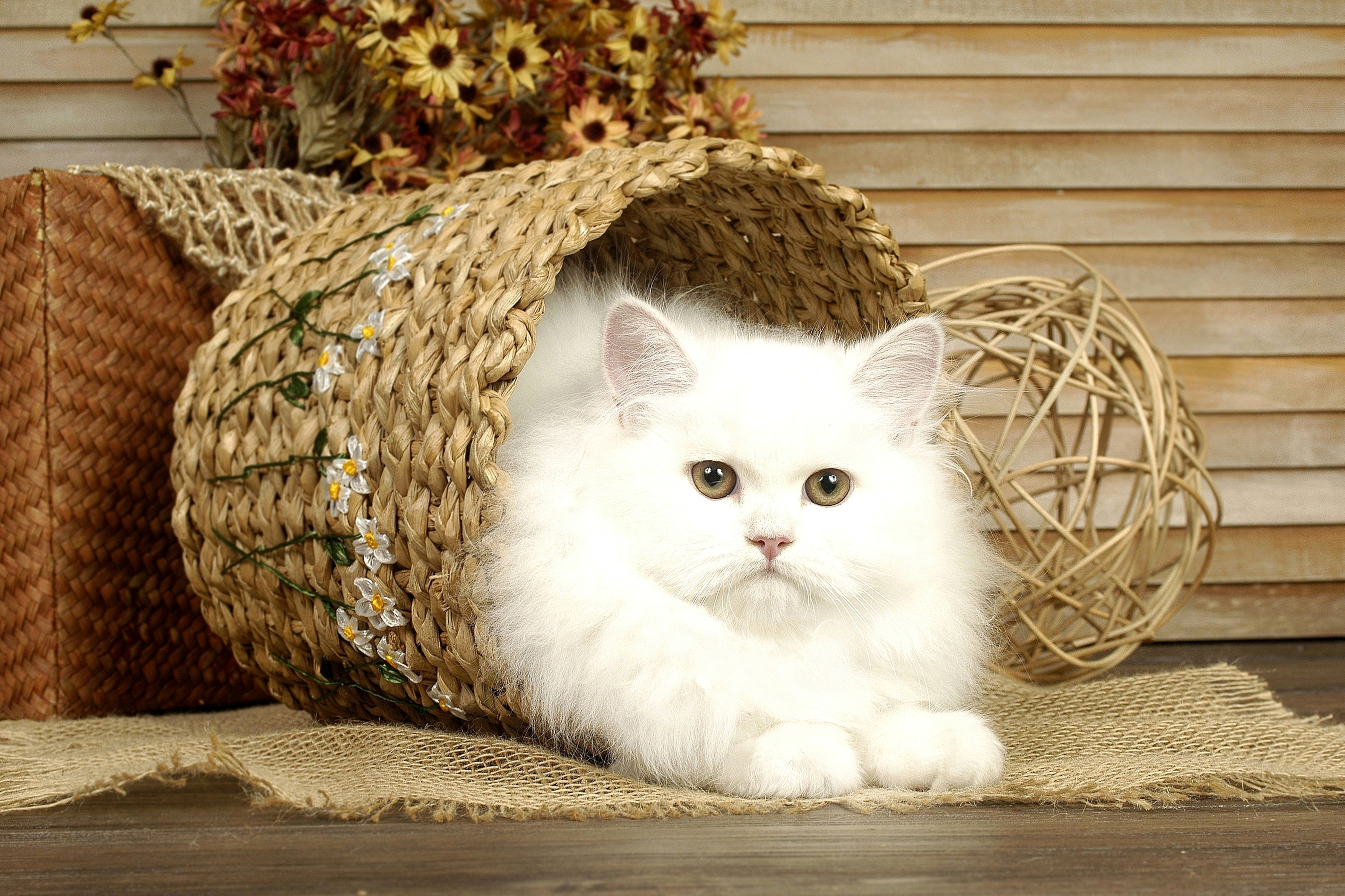 Кот в плетеной миске без смс