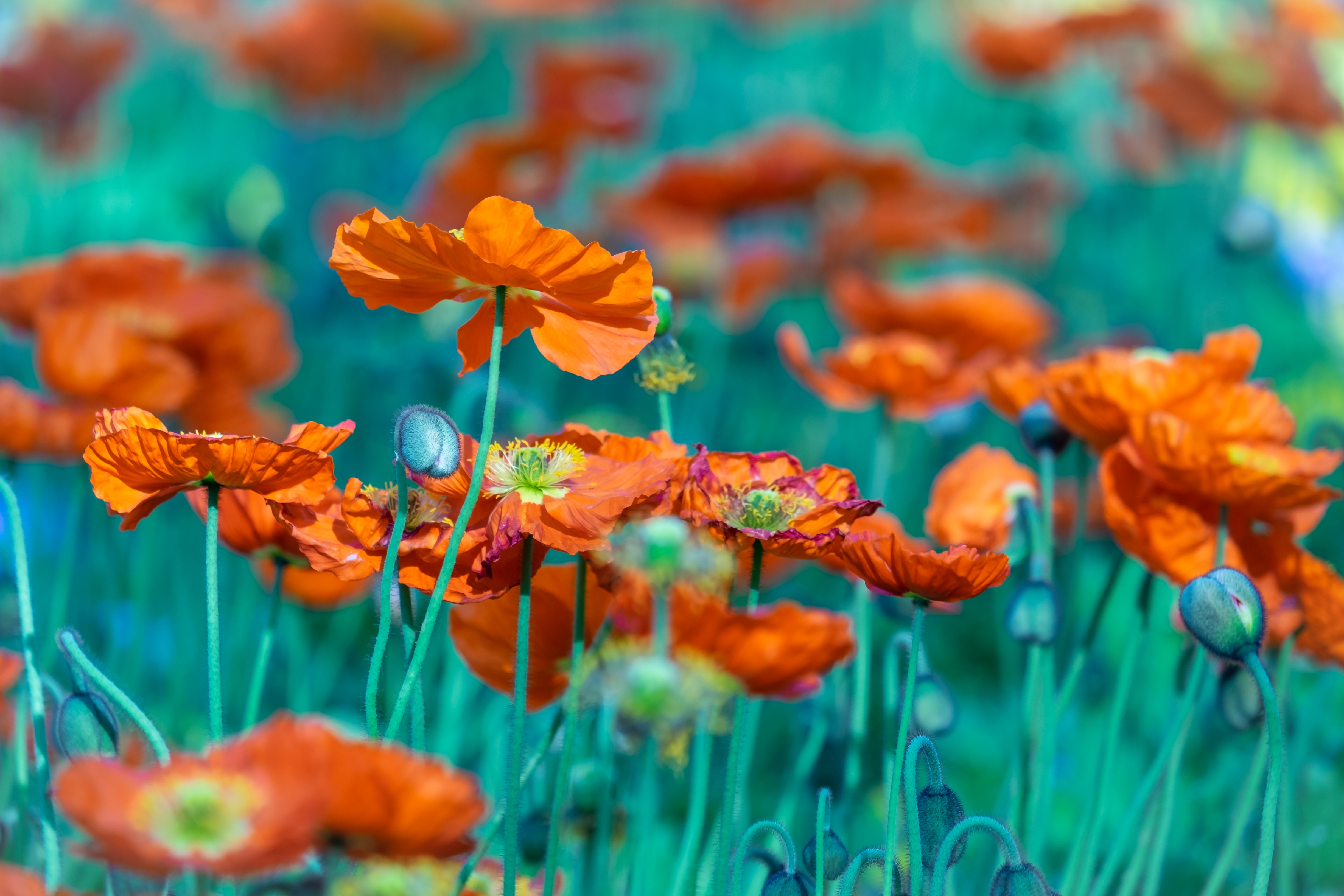 Картинки Размытый фон Маки цветок Бутон боке мак Цветы