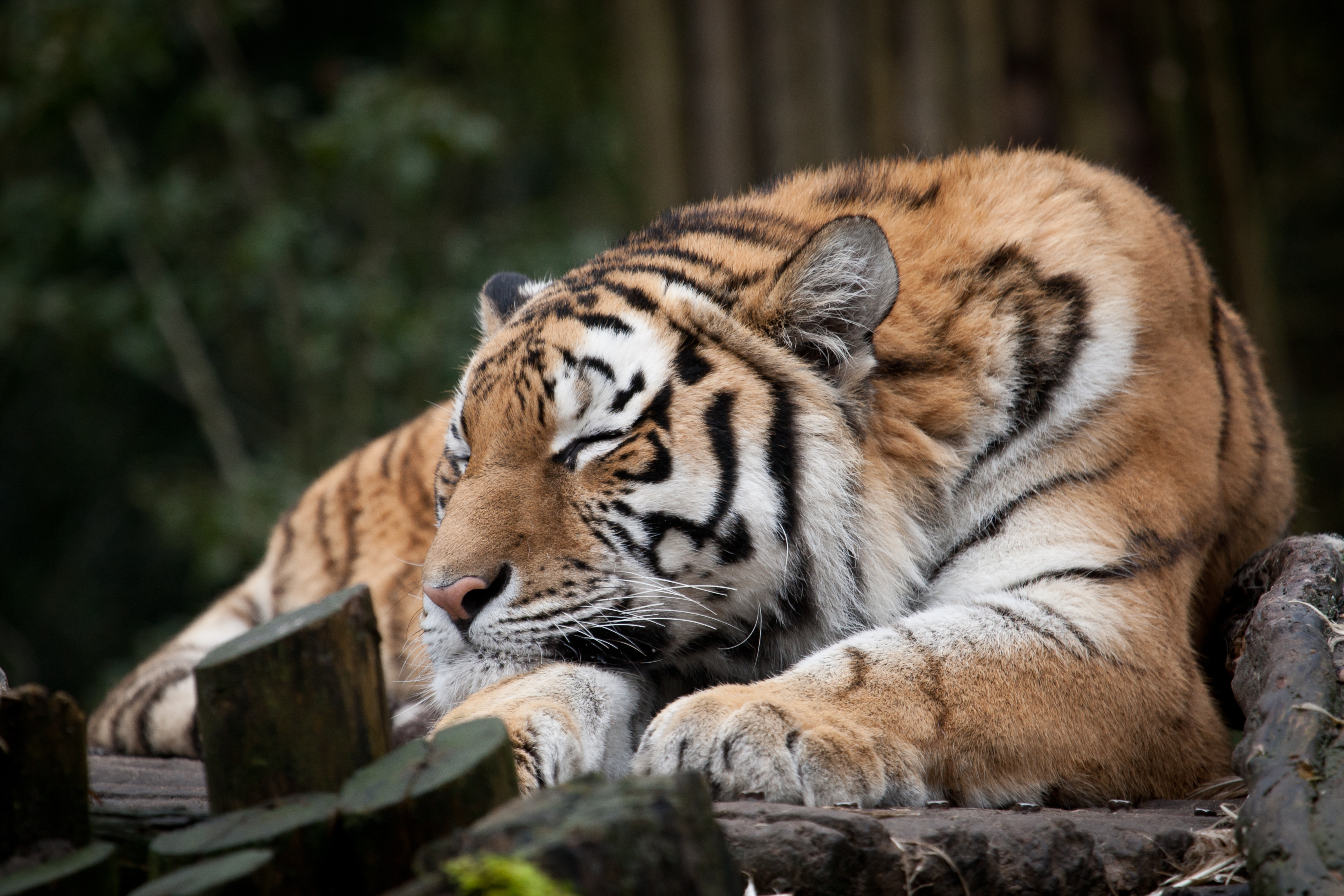 Амурский тигр спит