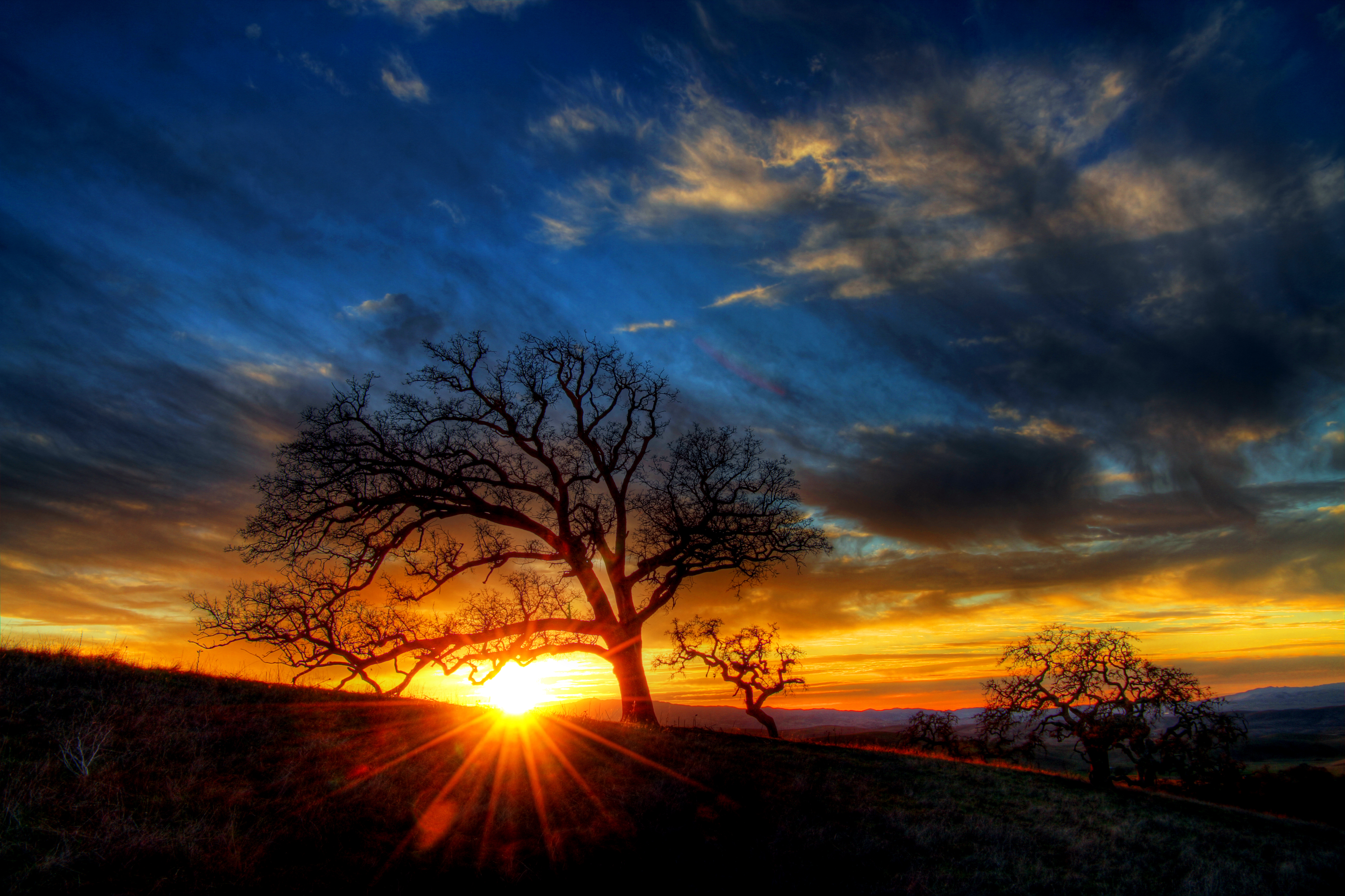 дерево солнце закат tree the sun sunset бесплатно