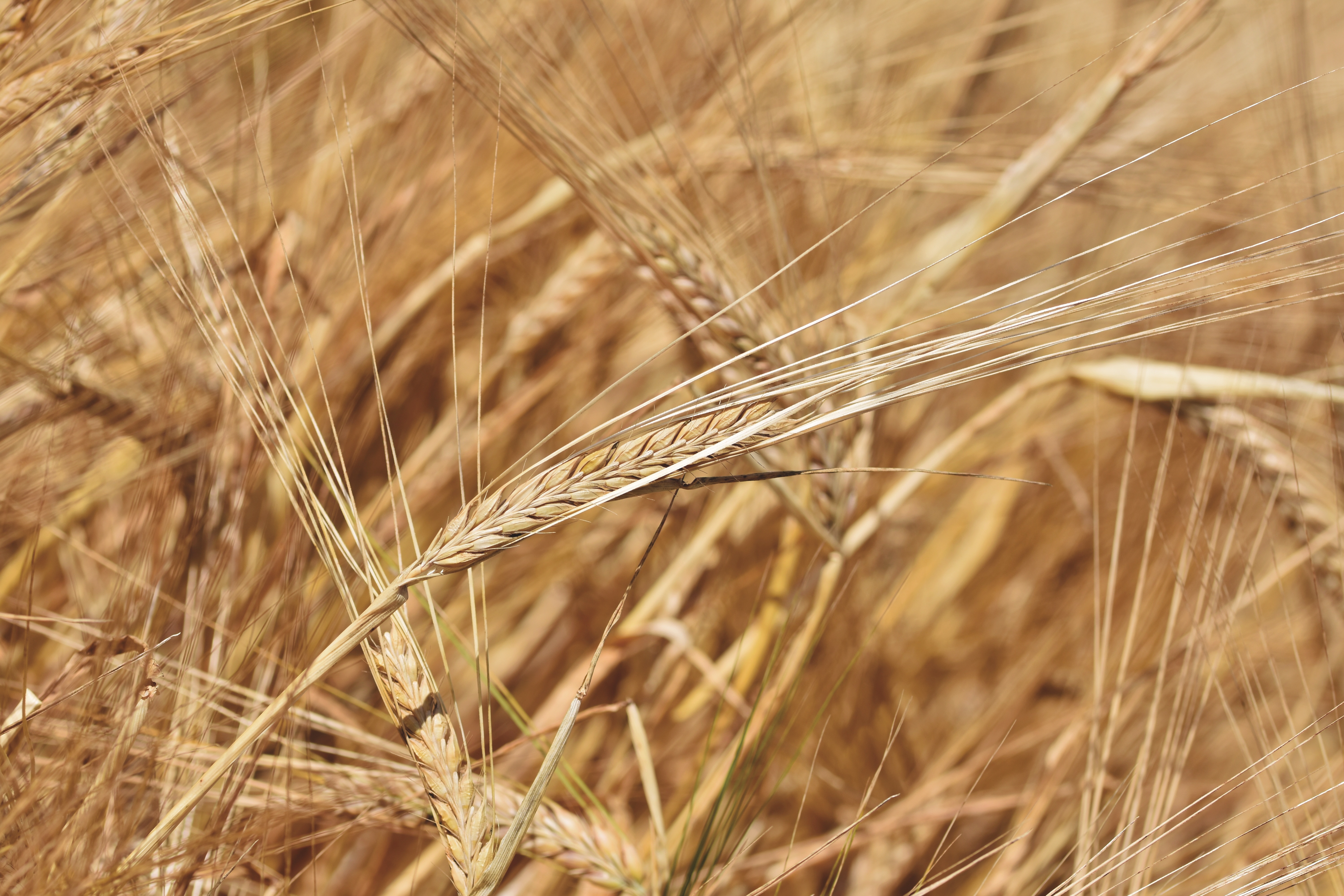 Хлеба зерновые культуры. Колос ячменя. Колосья хлеба. Пшеничное поле. Колосья пшеницы.