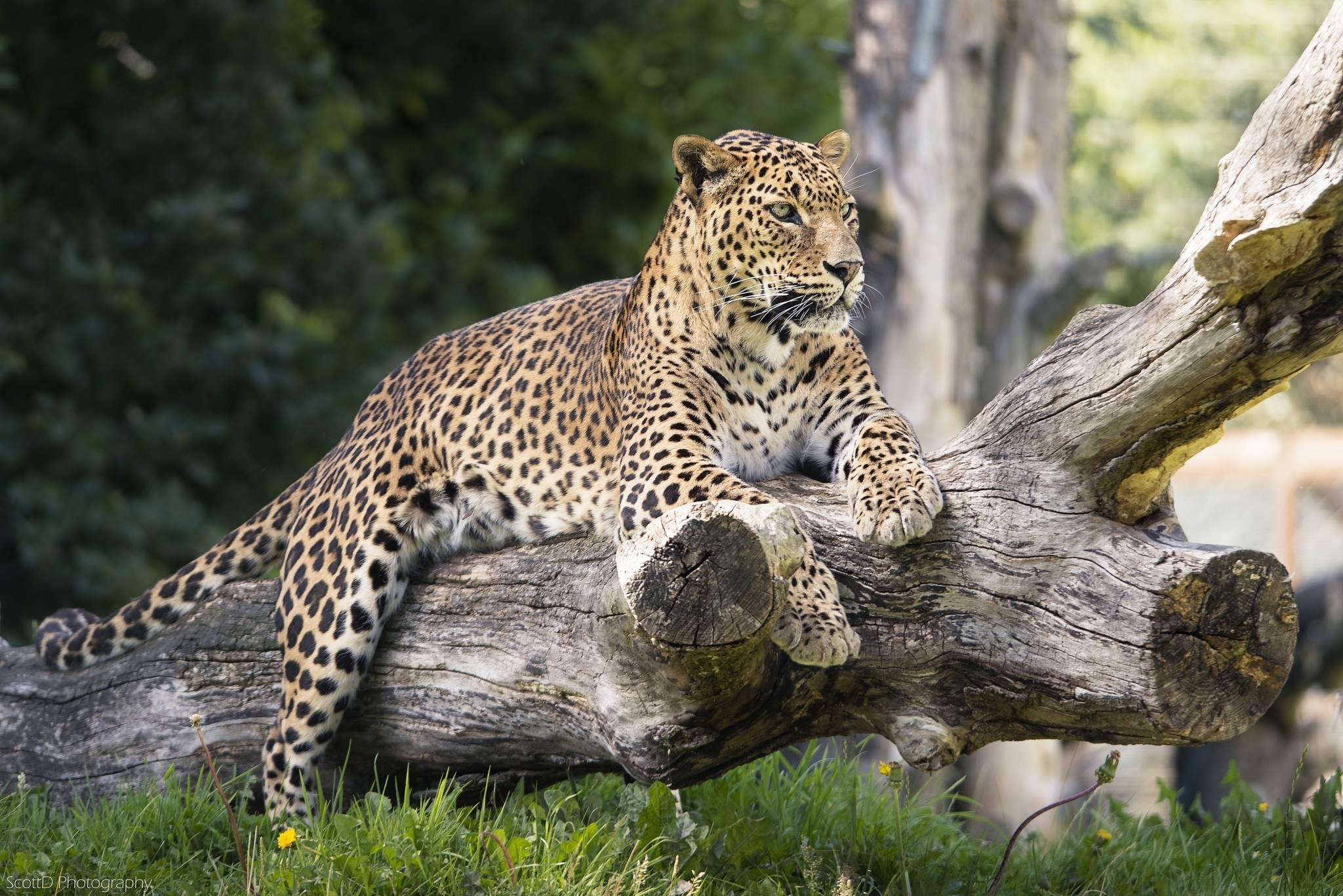 леопард детеныш бревно животное природа без смс