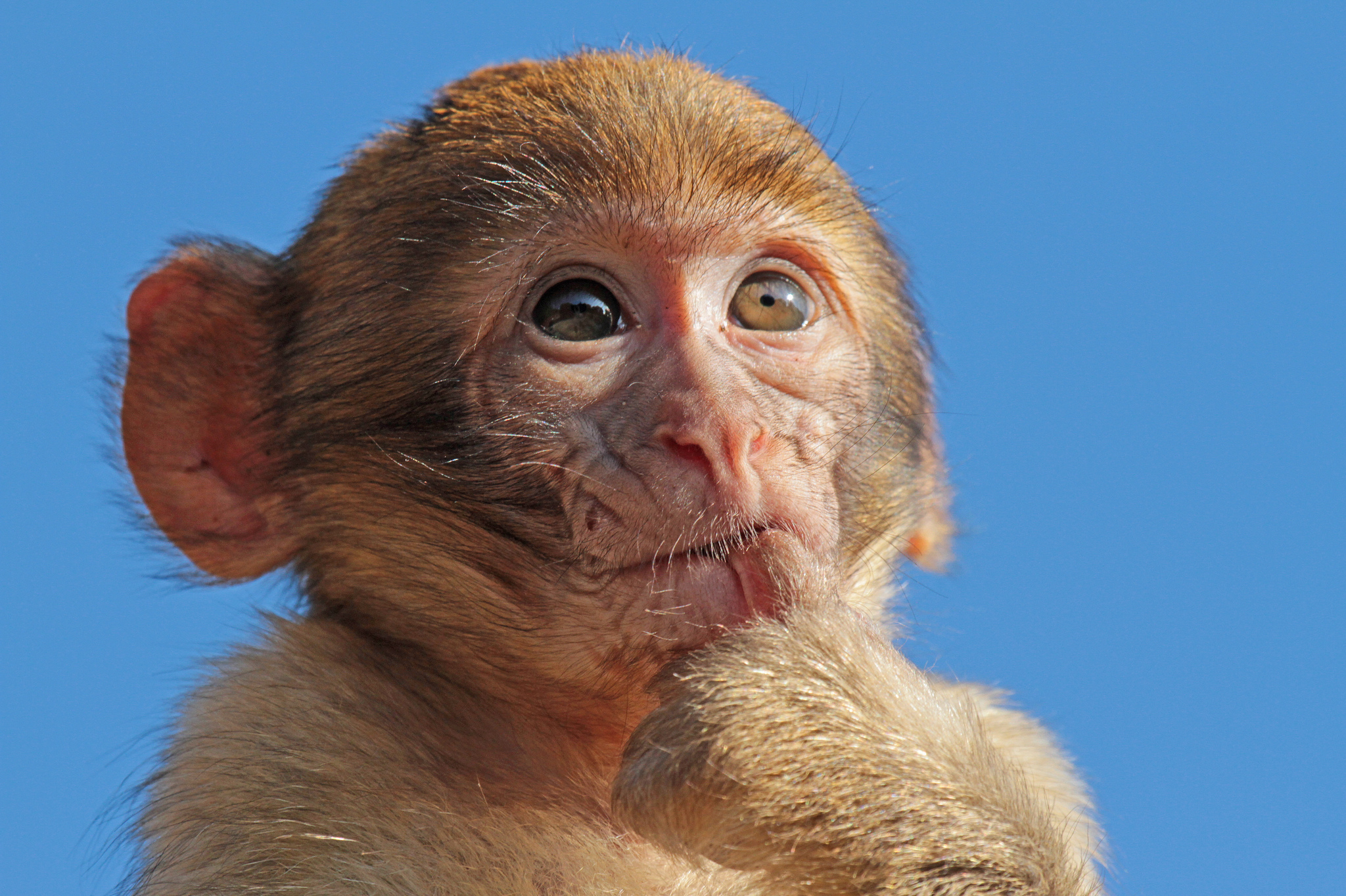 Фото смешной обезьянки. Маймун макаки. Смешные обезьяны.