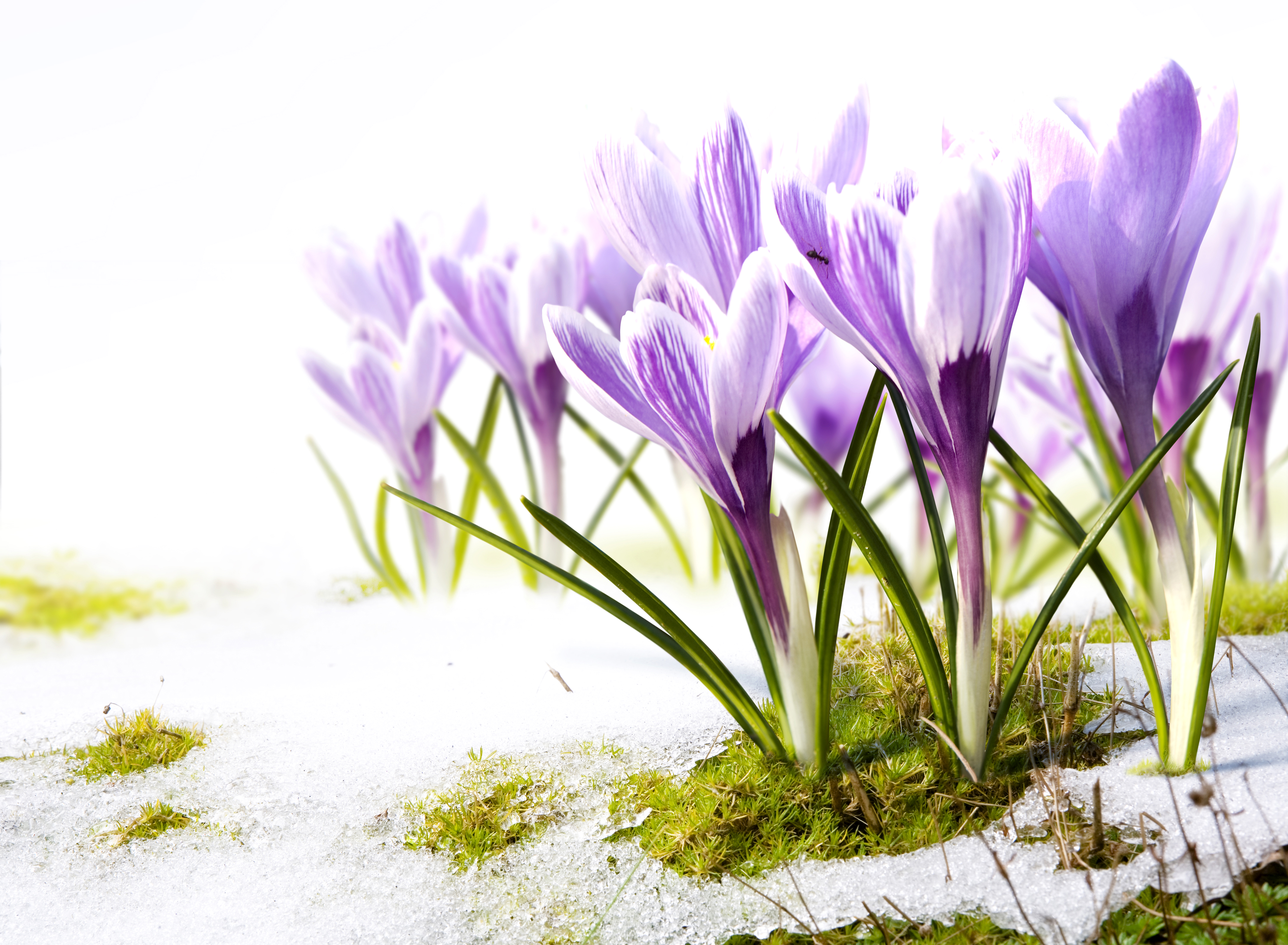 подснежники снег цветы загрузить
