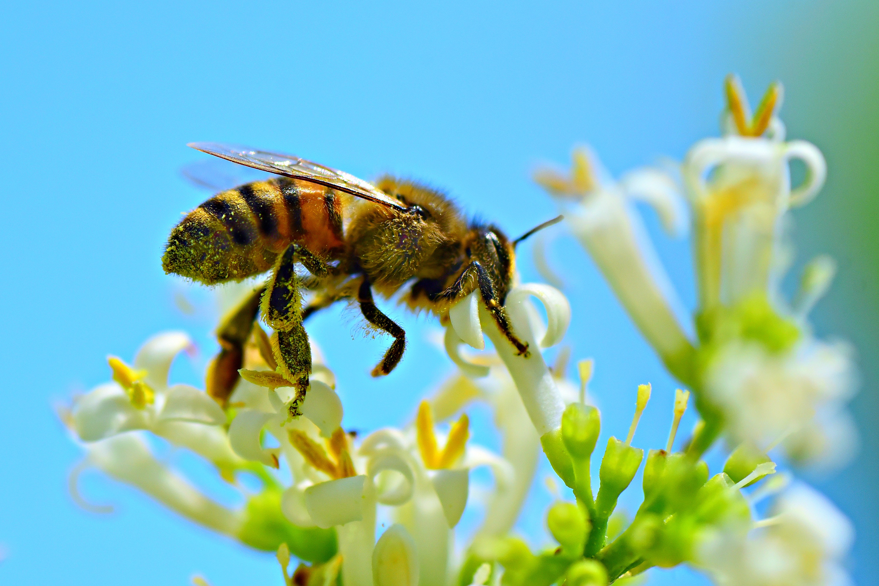 Пчела целом. Медоносная пчела. Пчелы медоносные насекомые. Гималайская медоносная пчела. Пиксабай пчелы.