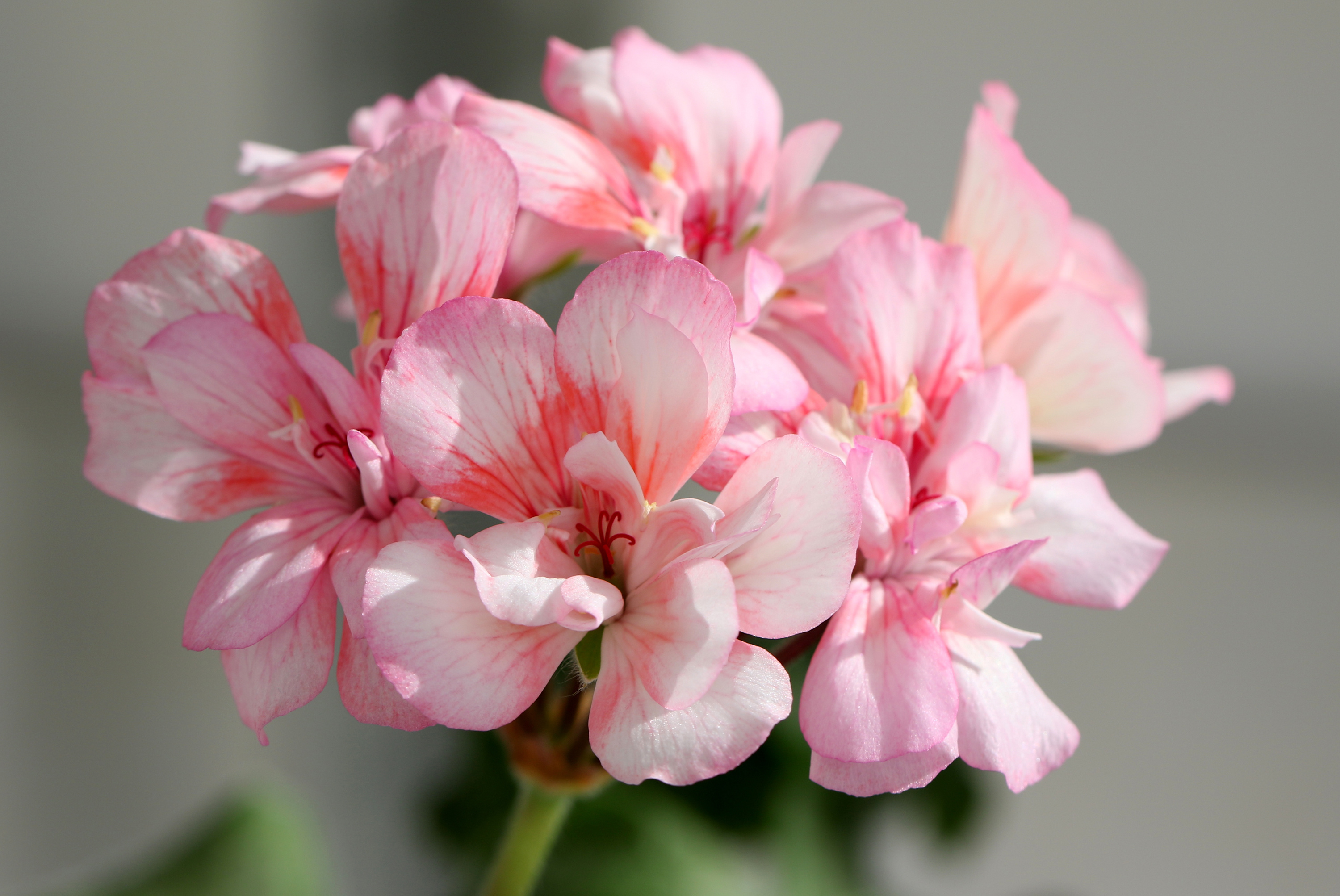 Пеларгонии ив фото. Пеларгония Antik Pink. Pink Geranium пеларгония. Пеларгония Таира Сибирская роза. Пеларгония Таира Крымская роза.