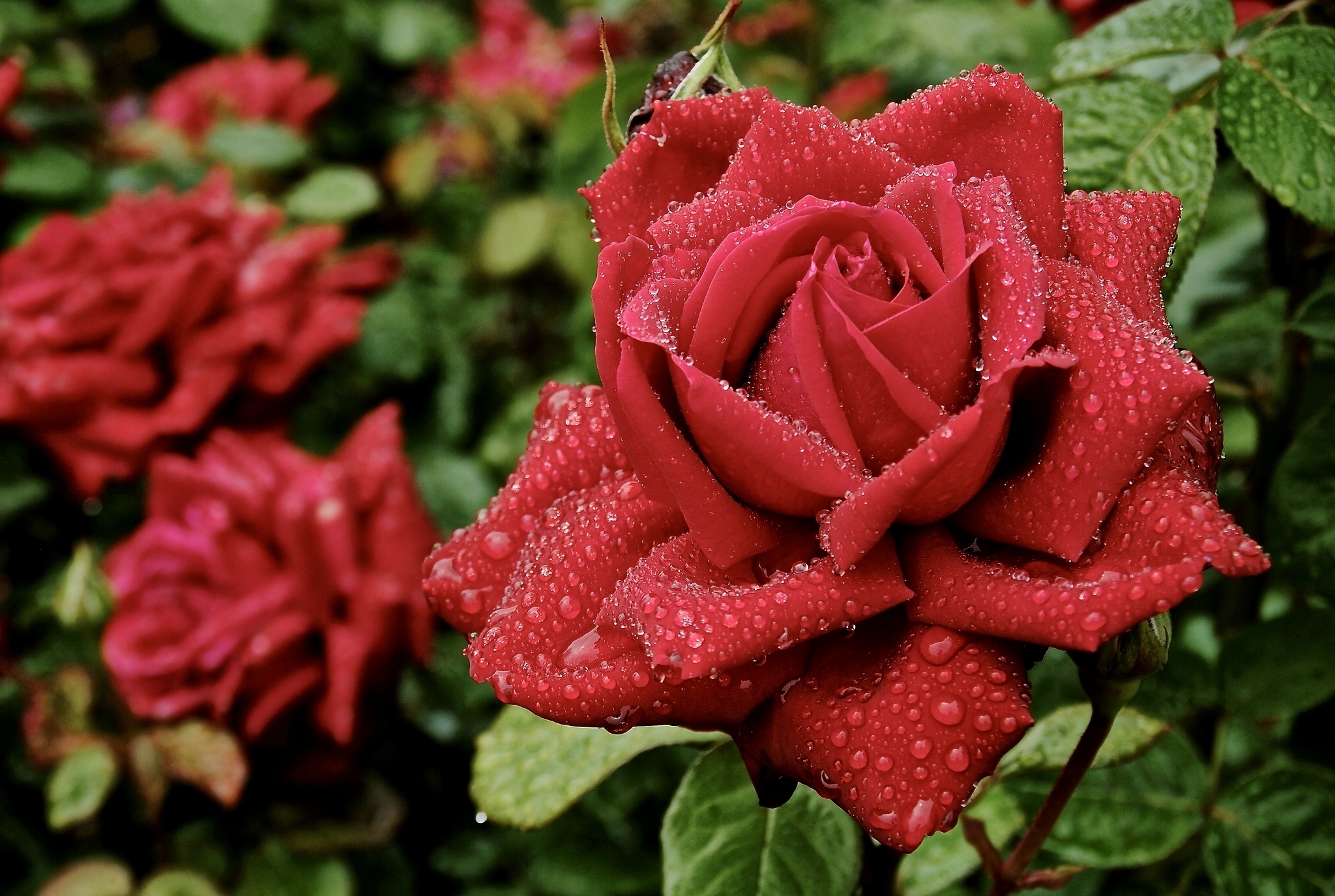 Картинки розы. Роза чайно-гибридная красная. Роза Аллигатор. Роза чайно-гибридная Марракеш. Роза чайно гибридная Лас Вегас.
