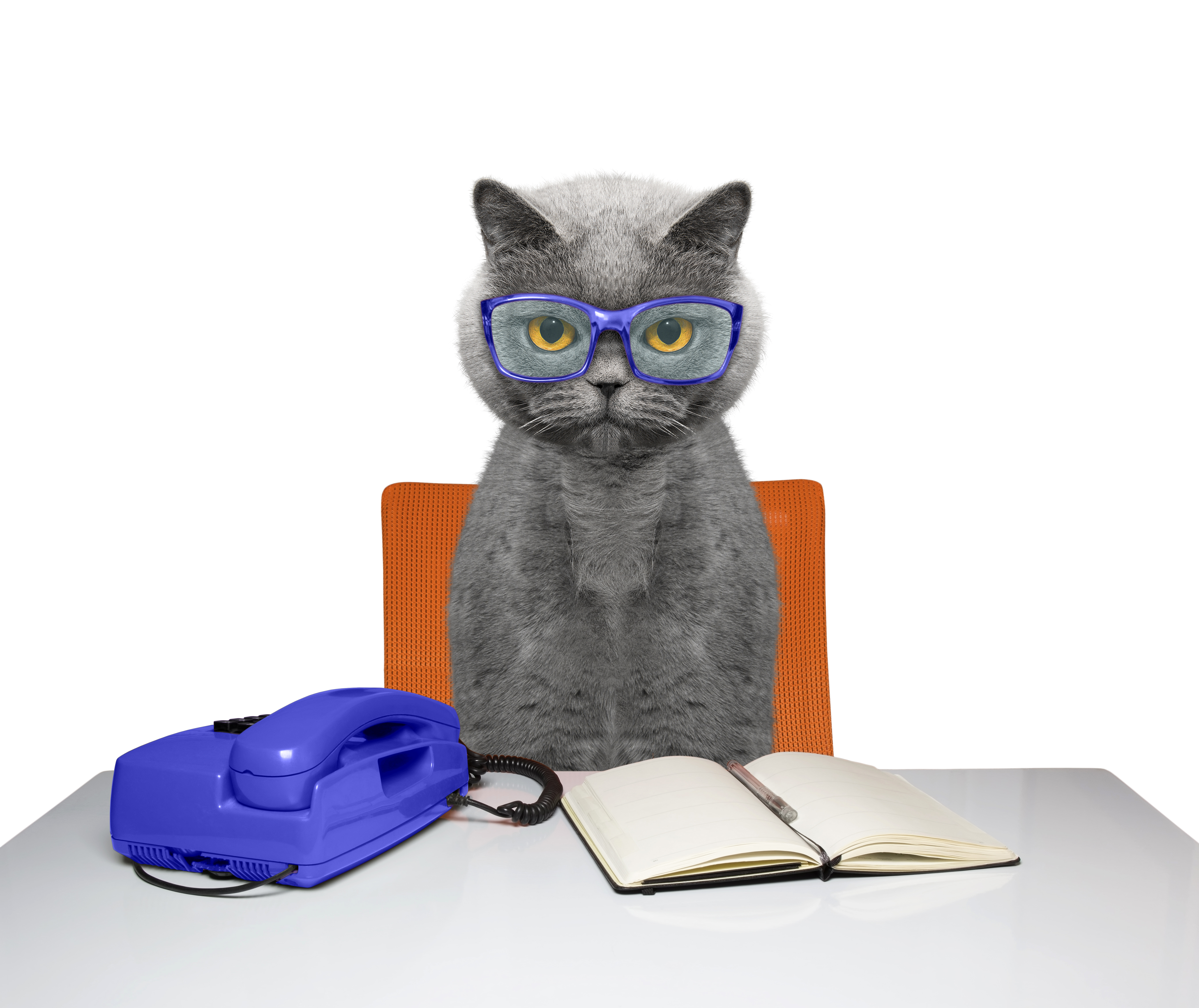 Кошка бухгалтер. Умный кот. Кот в очках. Серьезный умный кот. Умная кошечка в очках.