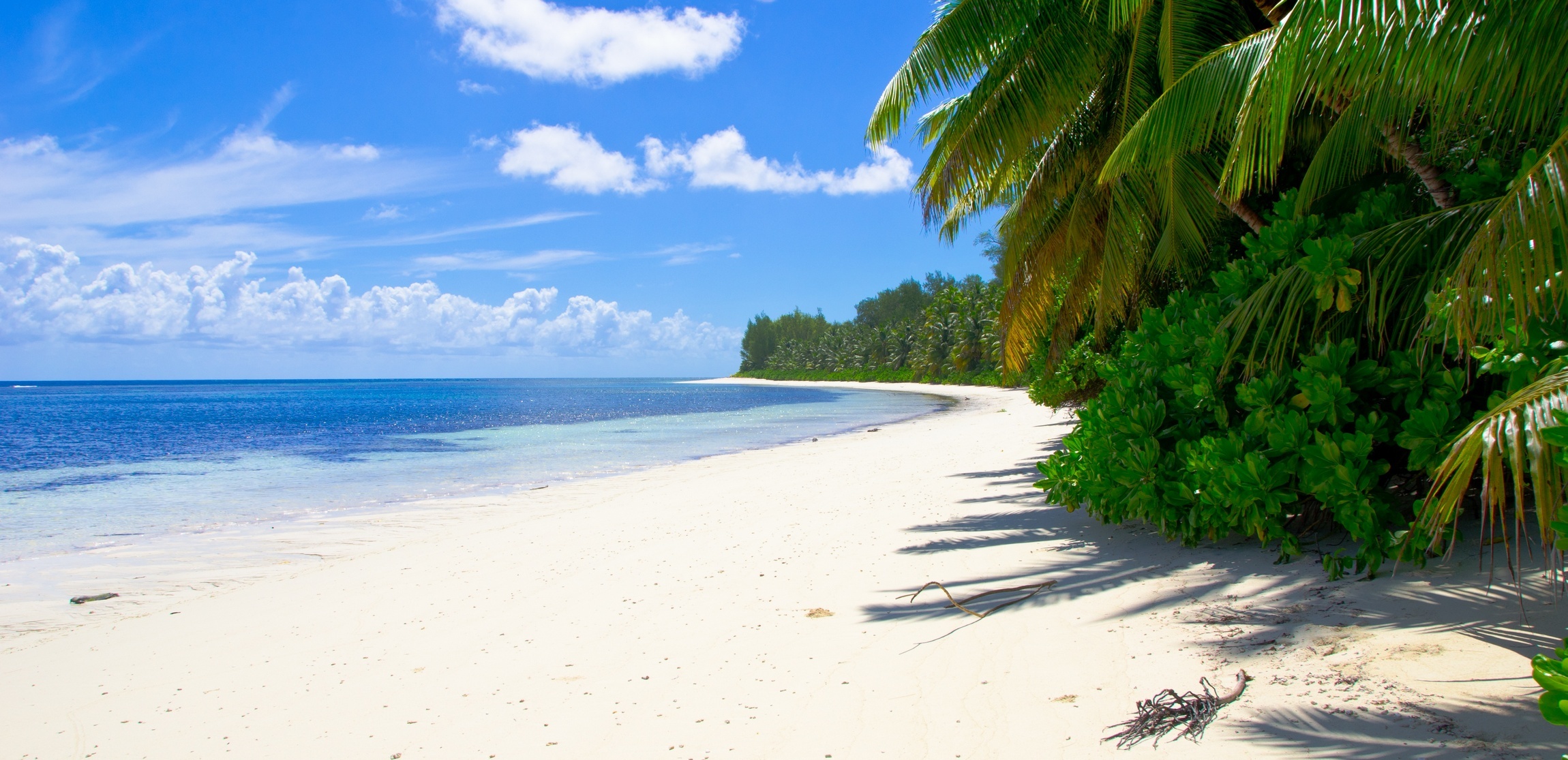 Песчаный пляж с пальмами бесплатно