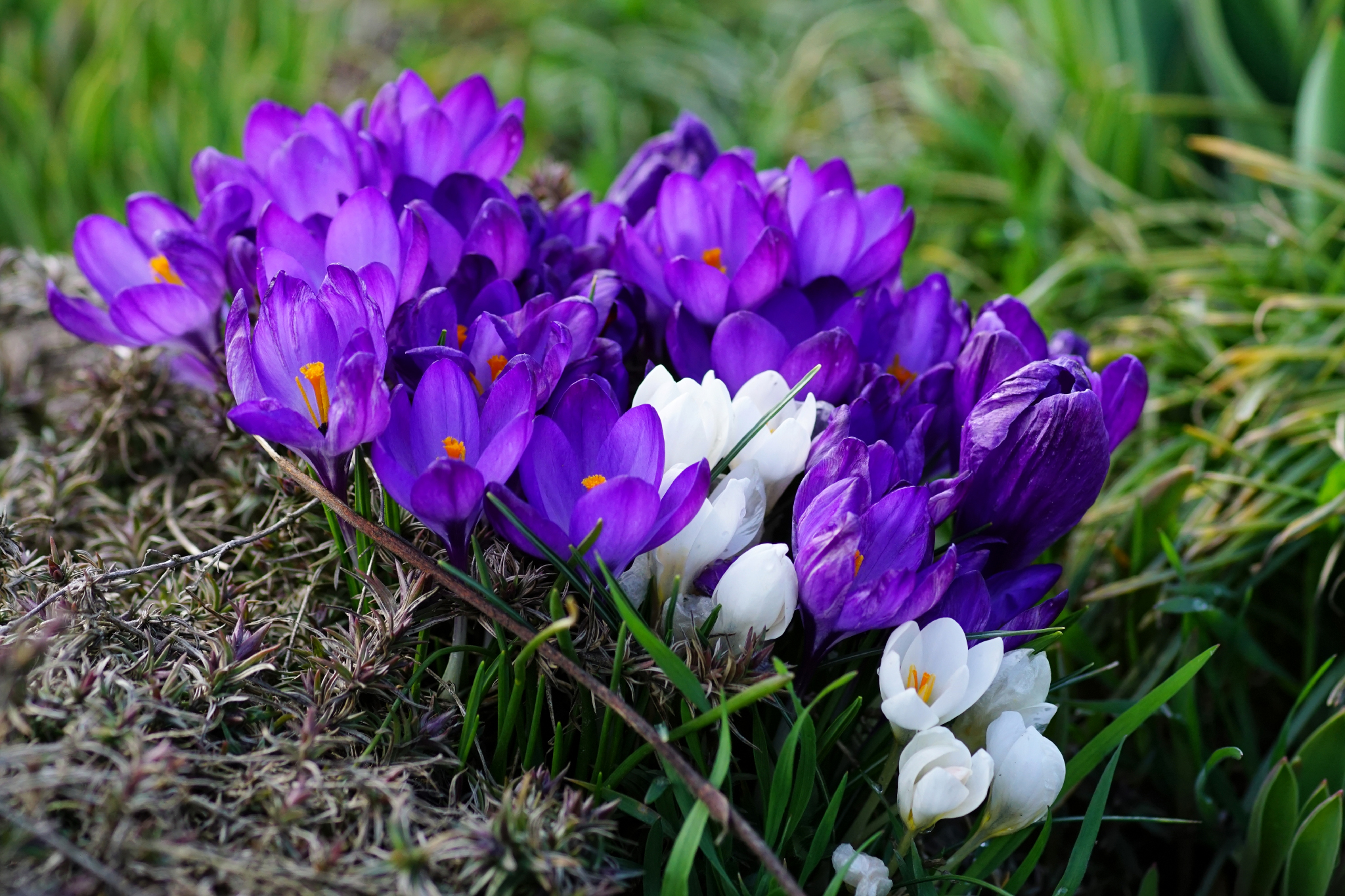 Национальность крокус. Крокус Шафран весенний. Крокус Шафран цветок. Первоцветы (подснежники, крокусы, гиацинты).. Крокус весенний многолетний.