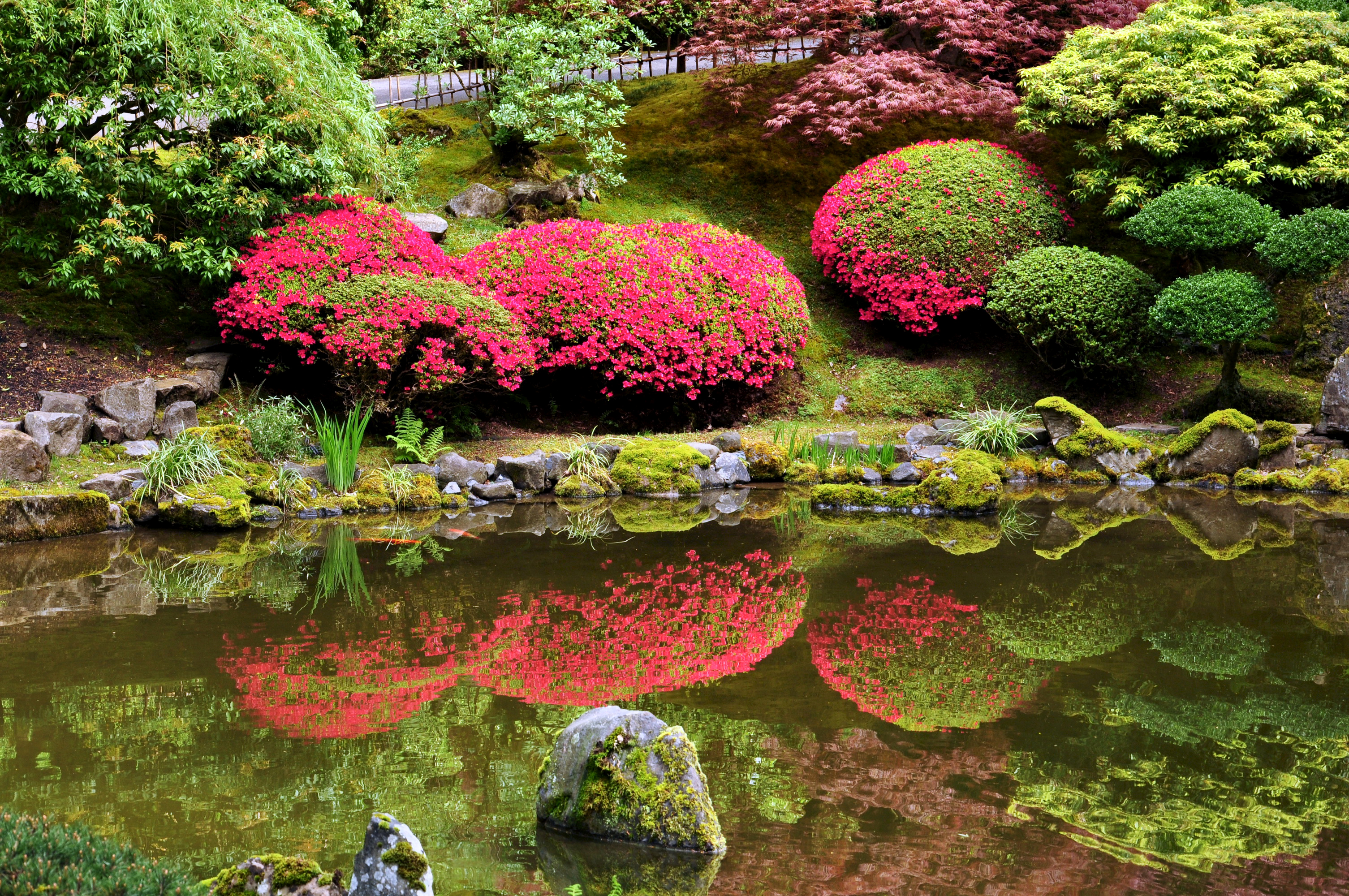 США Сады Пруд Камни Portland Japanese Garden Кусты Природа фото 3011x2000 ш...