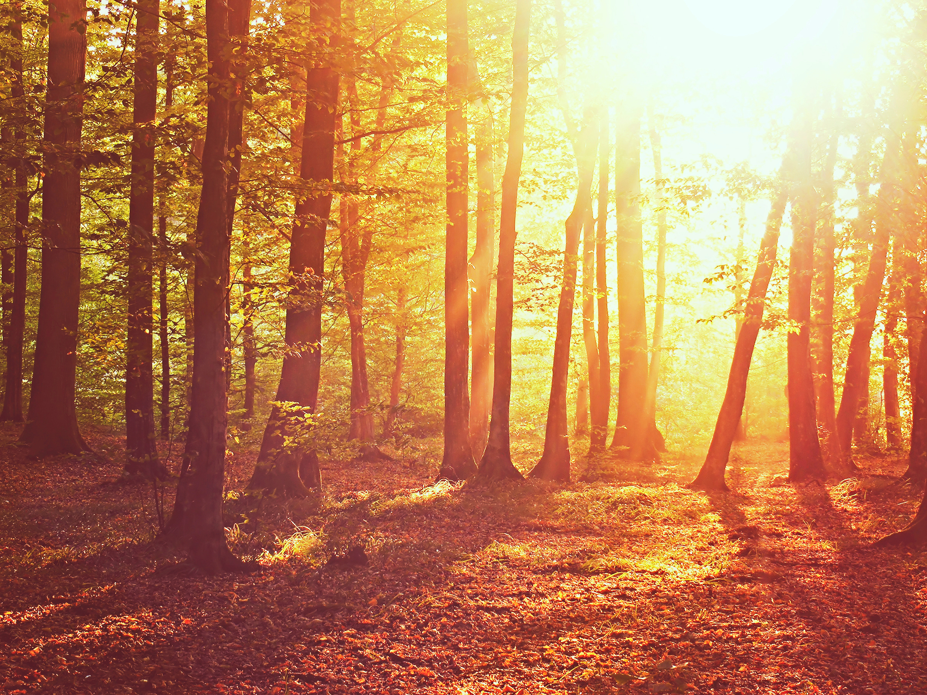 Осенний лес, лучи солнца бесплатно