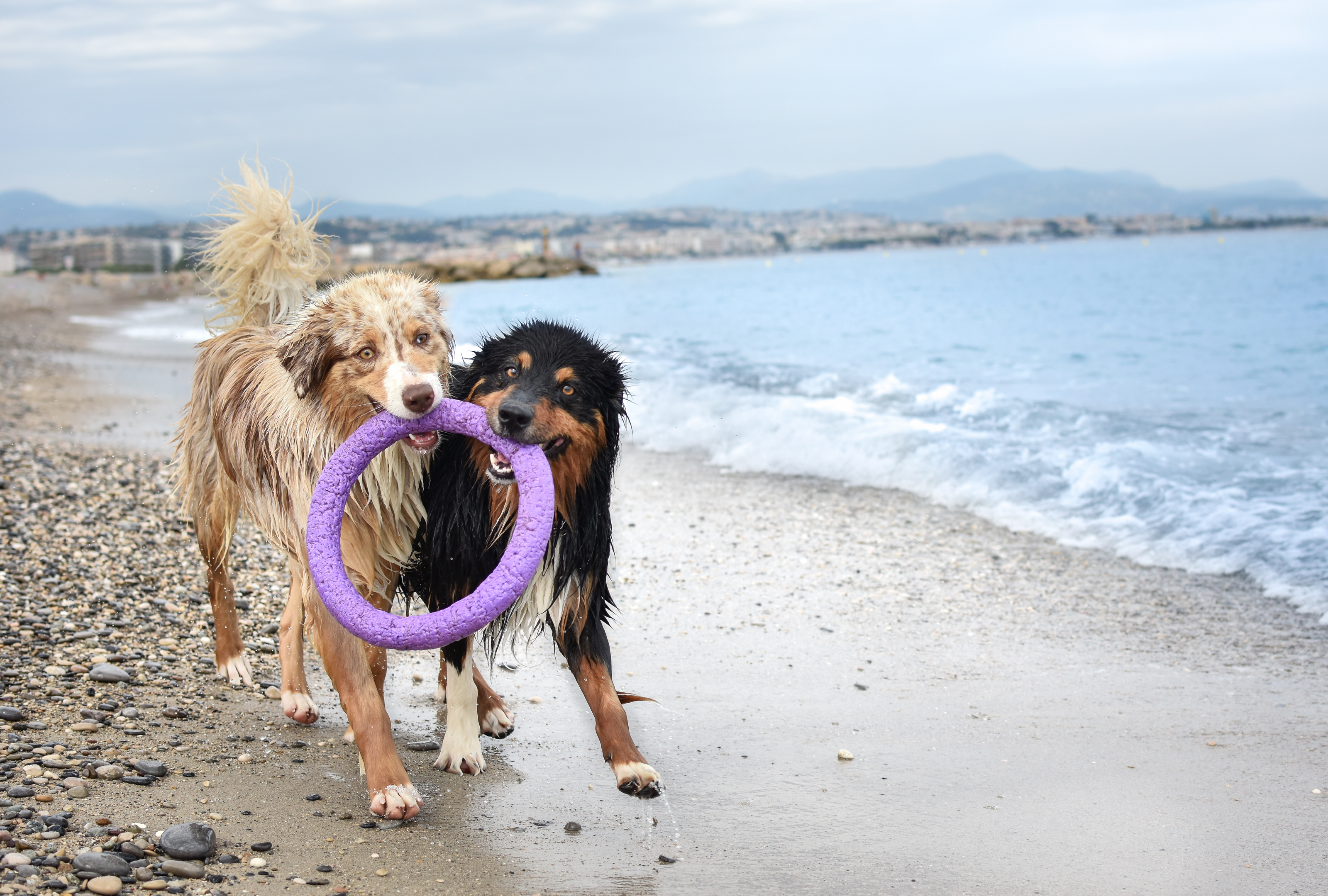 Встречаются две собаки. Две собачки. Собаки вдвоем. Две собаки на море. Две собаки на берегу.