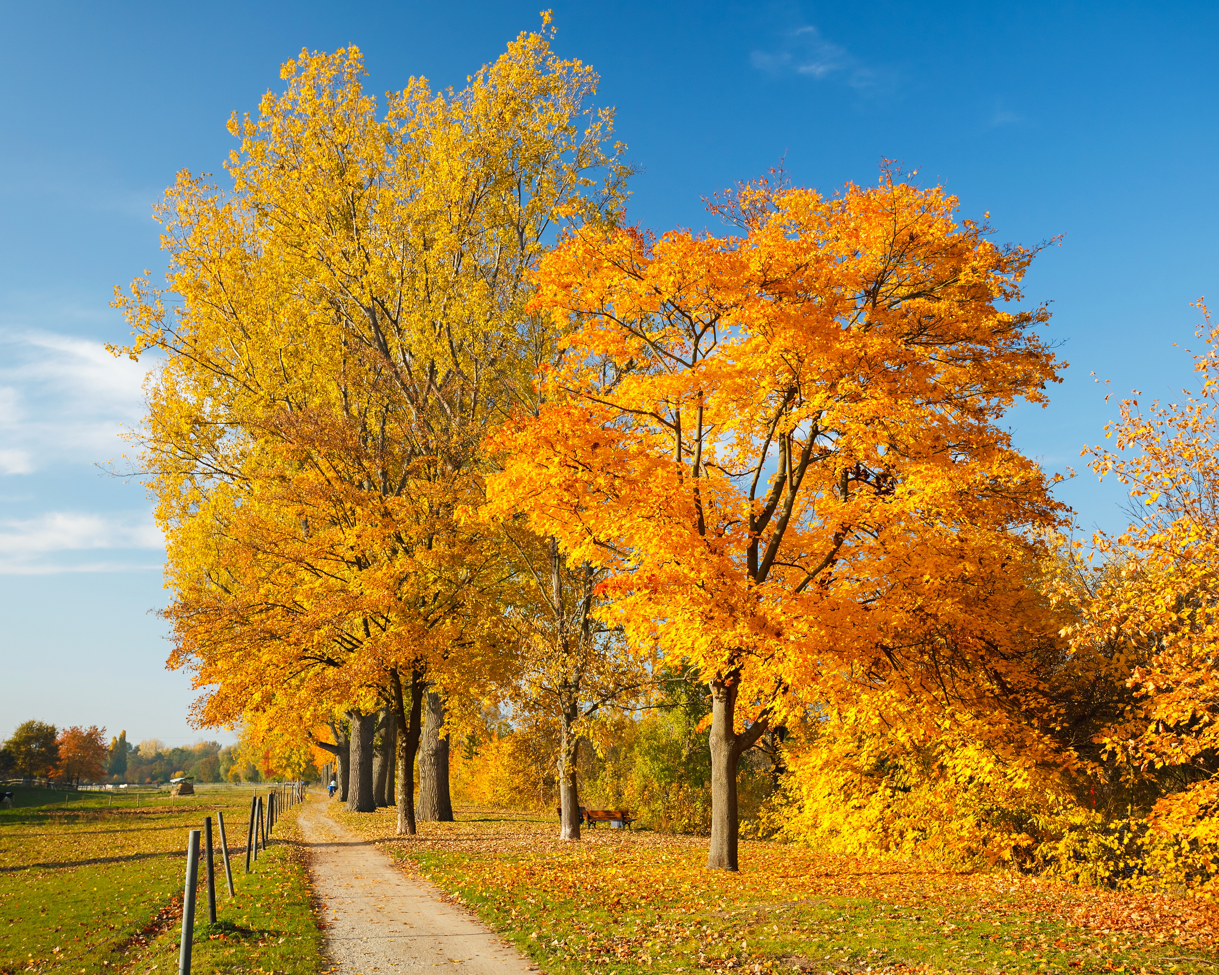 Осенние пейзажи фото золотой осени