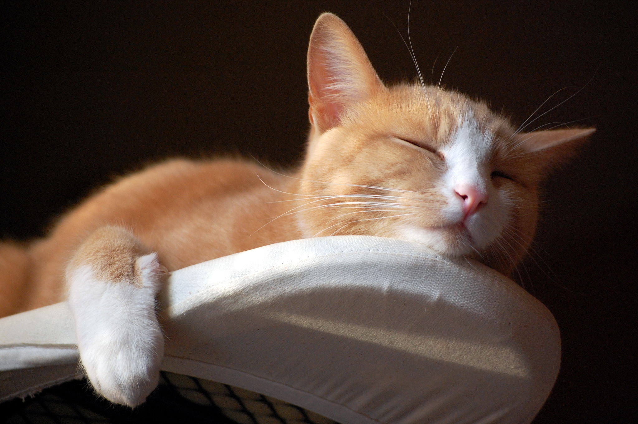 Включи видео cat nap. Спящий кот. Кошка на гладильной доске. Рыжий кот.