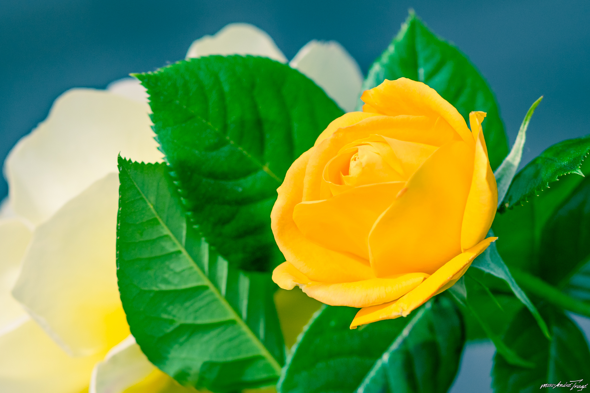 природа цветы желтые розы nature flowers yellow rose загрузить