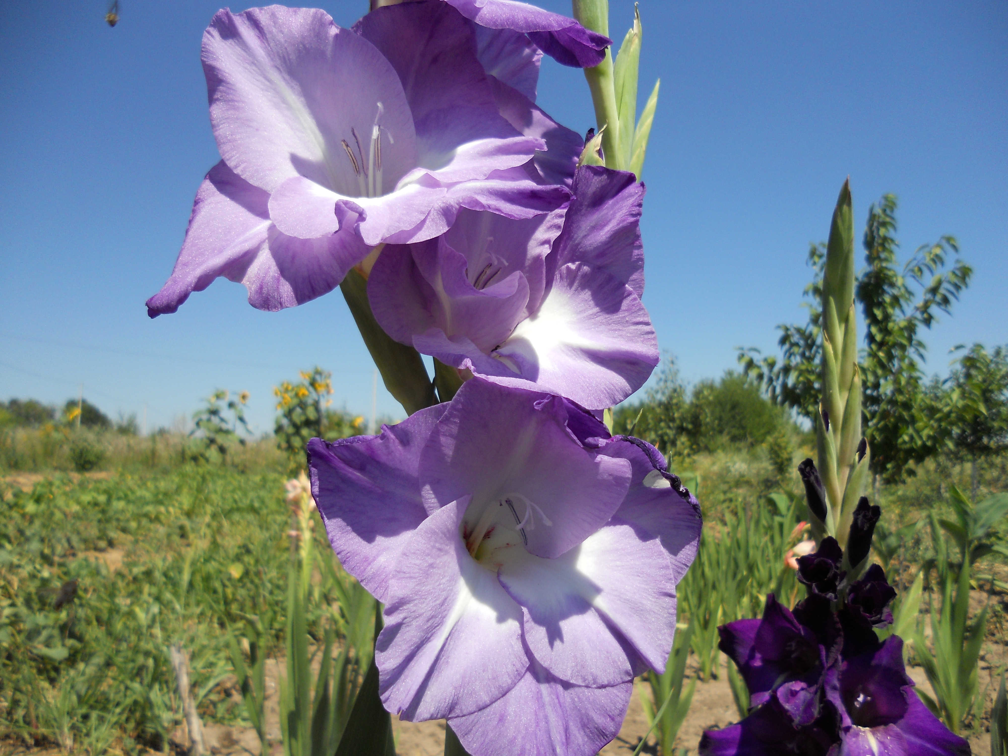 гладиолус крупноцветковый медитерран. гладиолус крупноцветковый астарта. гладиолус дип перпл. гладиолус коста. гладиолус сиреневый.