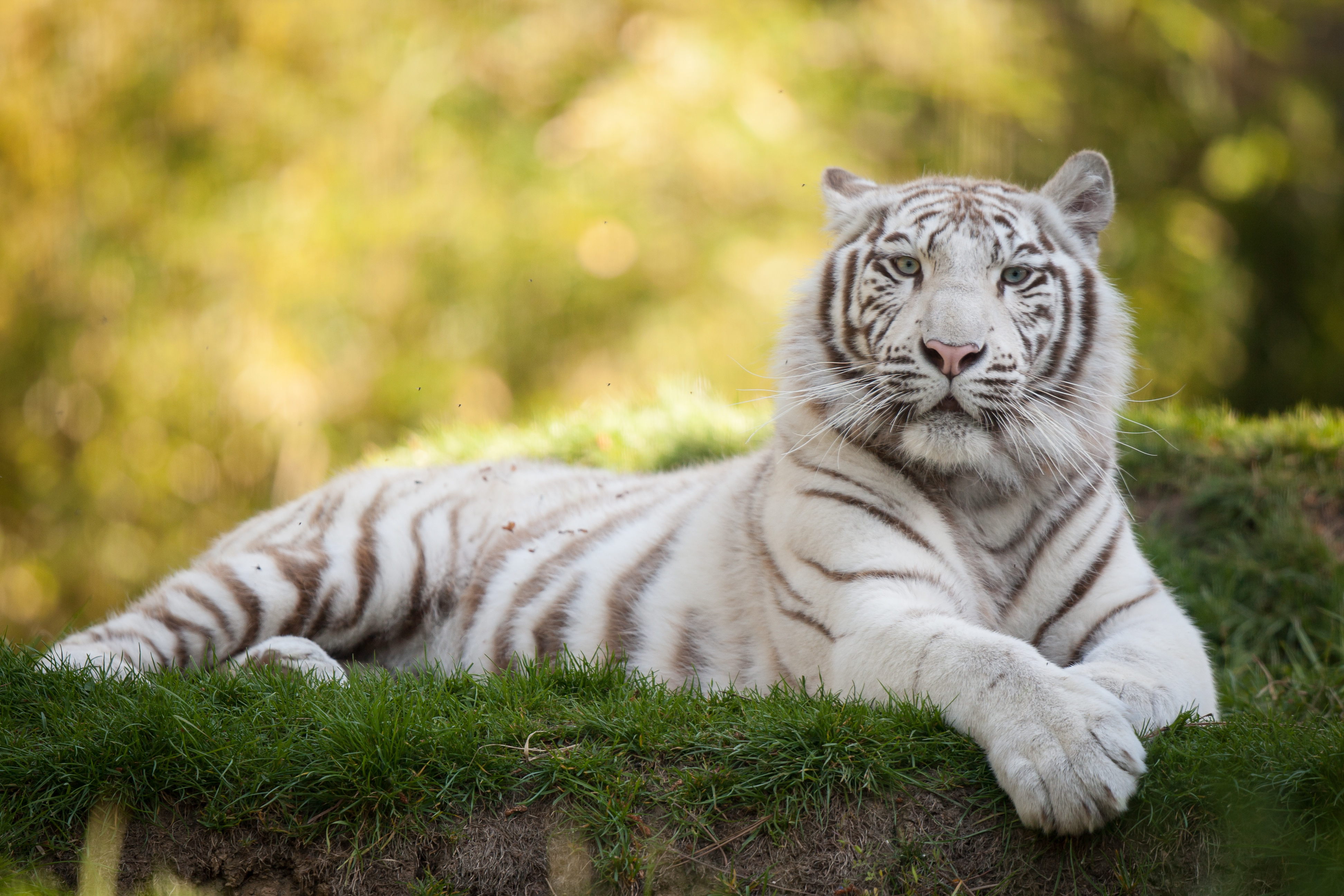 тигр белый трава скачать