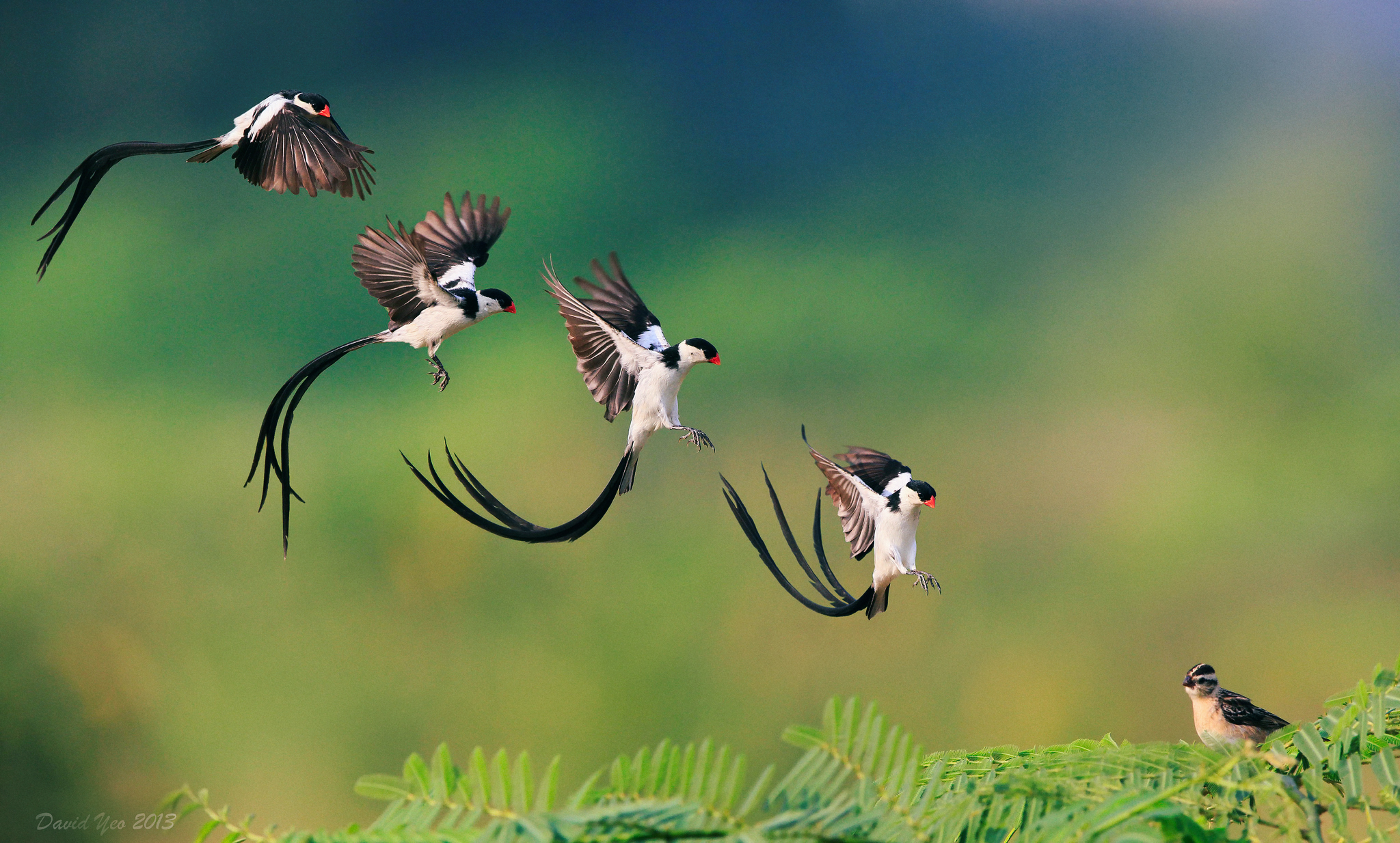 Натур птица. Птица Доминиканская вдовушка. Природа птицы. Птица в полете. Красивая птица в полете.