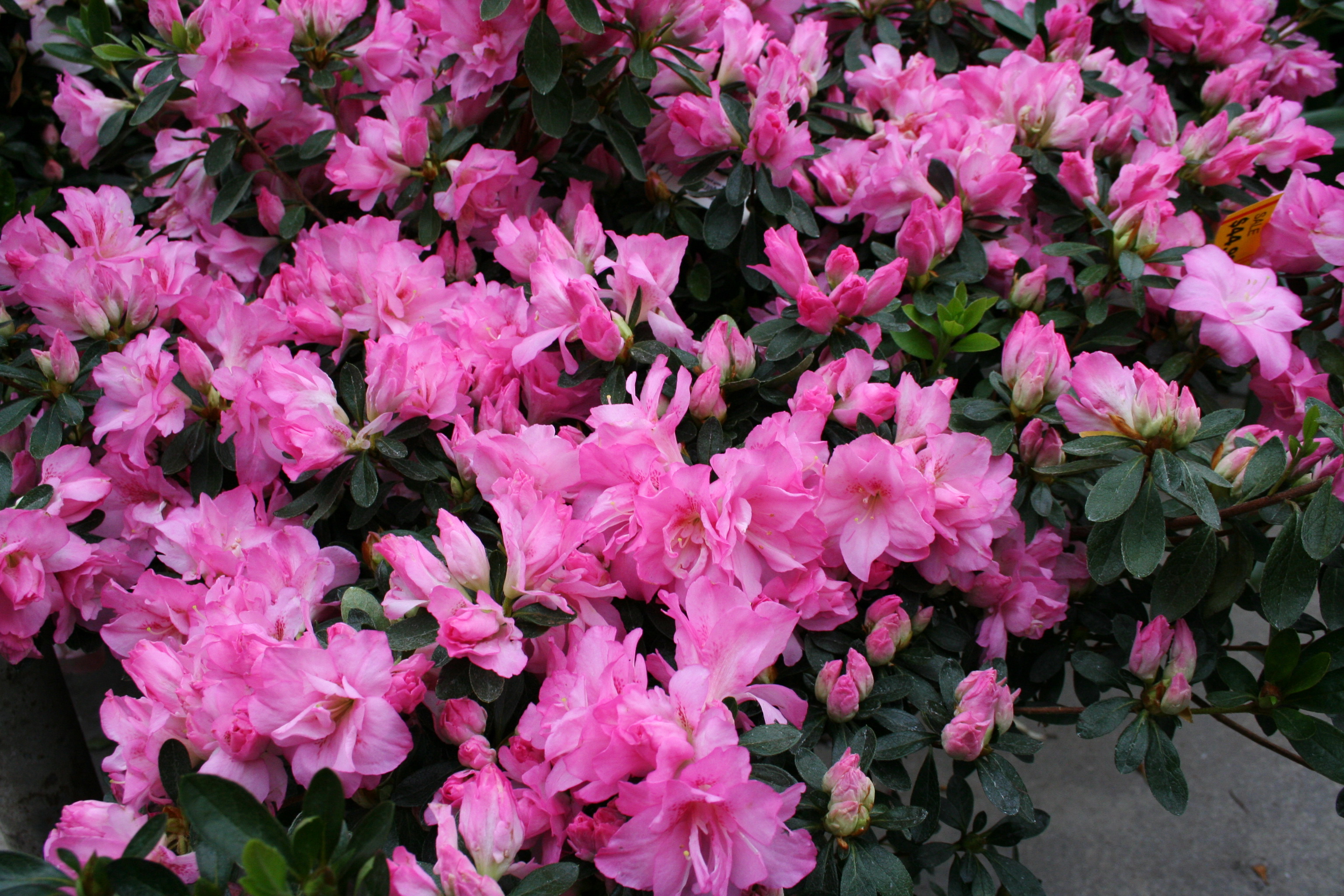 Фотография розовых цветок Рододендрон Много розовая розовые Розовый Цветы