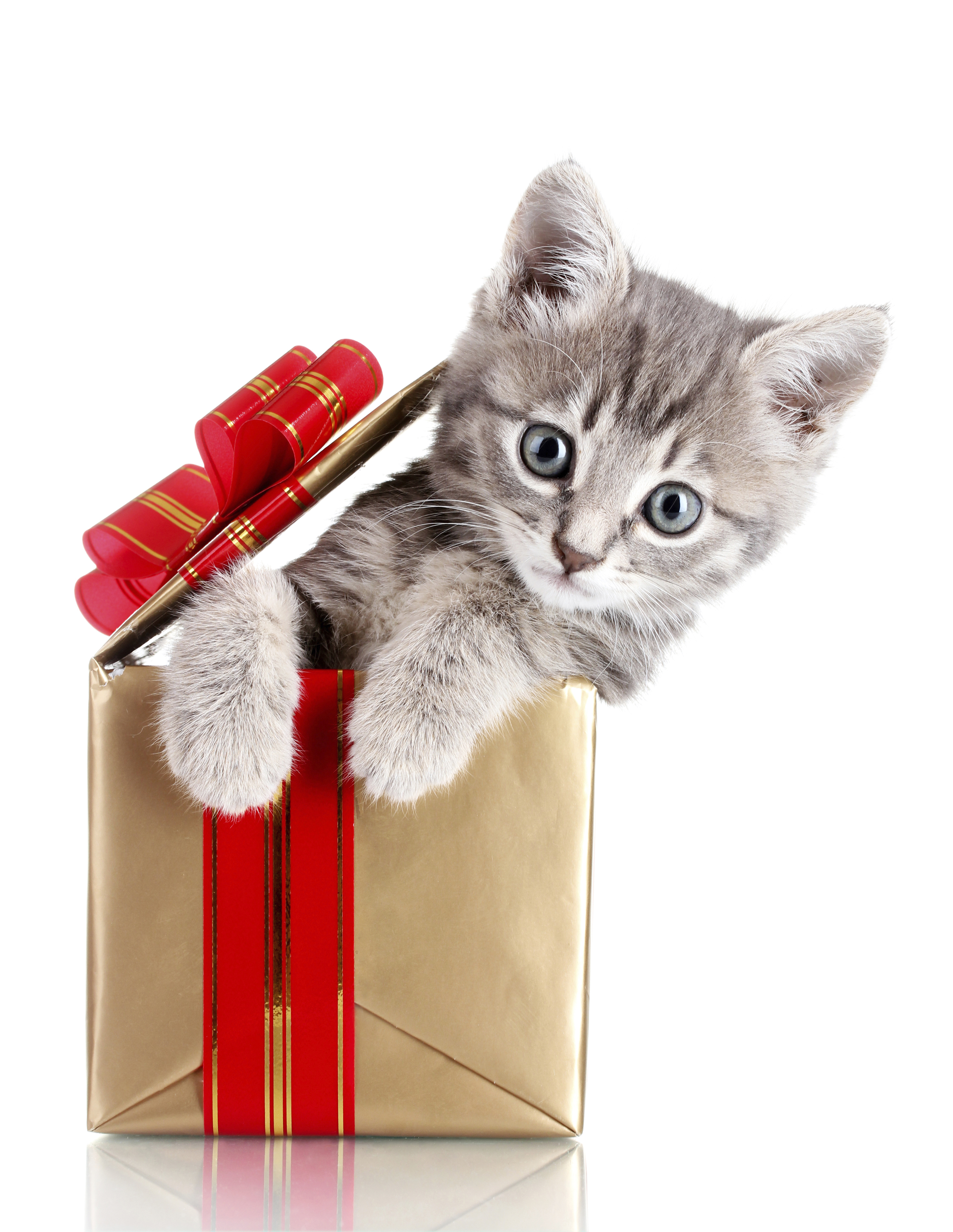 котят коты Новый год коробке Взгляд животное белом фоне 3390x4380 для мобил...