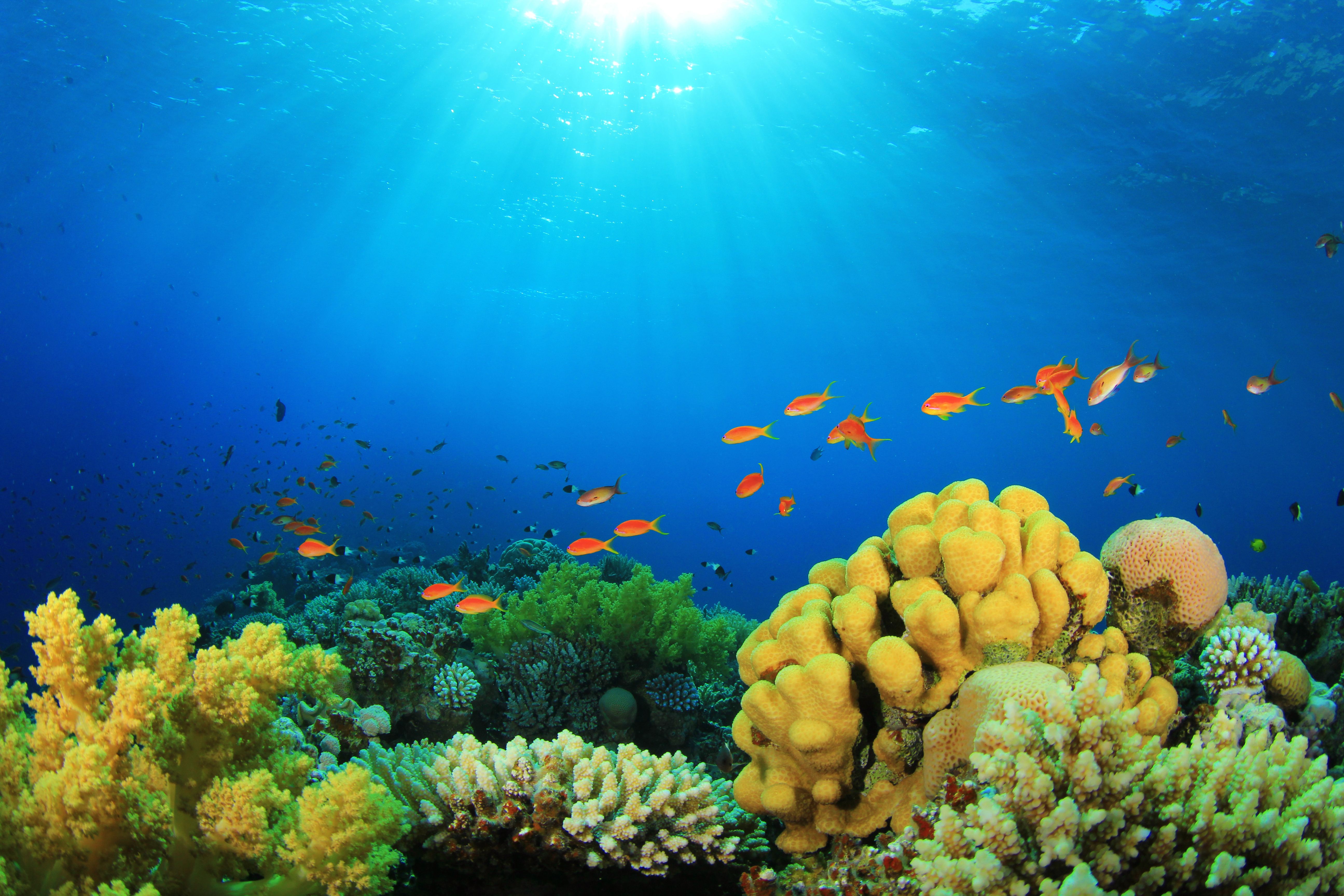 природа риф животные рыбы кораллы без смс