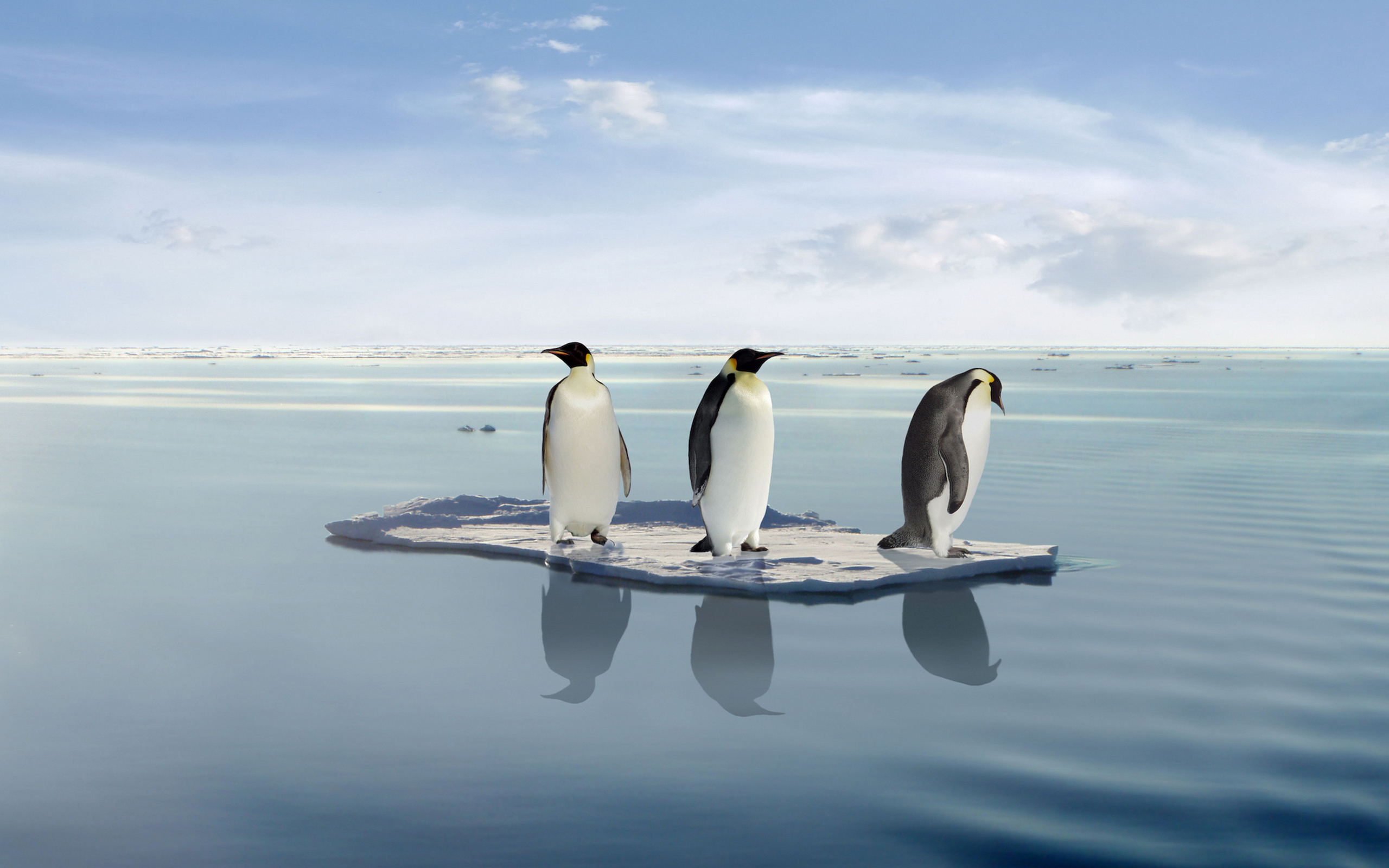 Пингвины льдина бесплатно