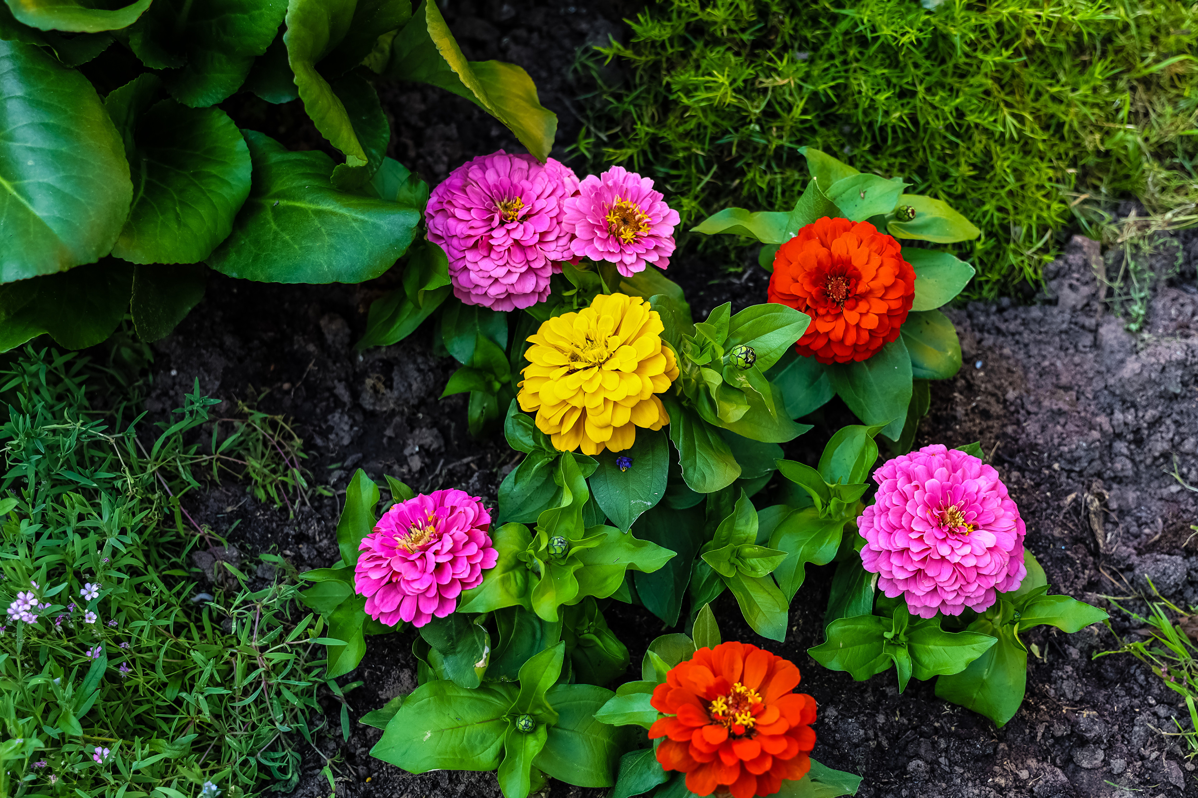 Фото Циннии цветок Цветы Майоры