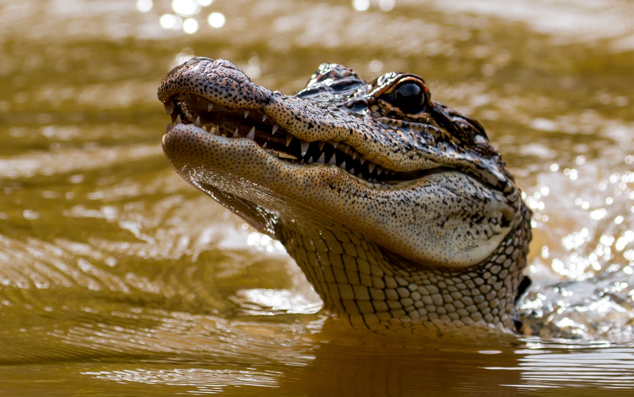 Кайман животное. Крокодил Аллигатор Кайман. Миссисипский Аллигатор. Крокодилы Аллигаторы и кайманы.
