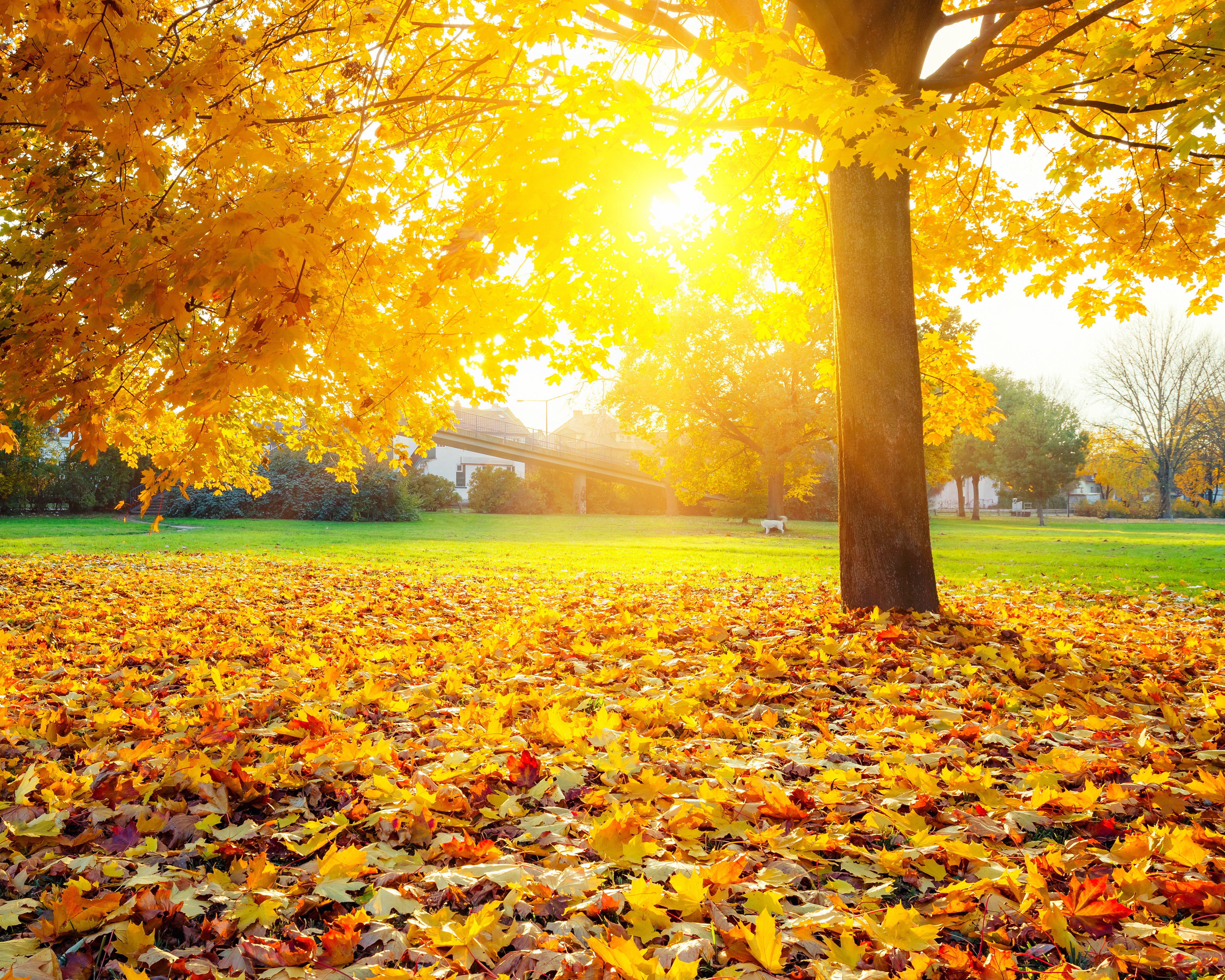 Осенний день картинки. Осень. Красивая осень. Золотая осень. Осенот.