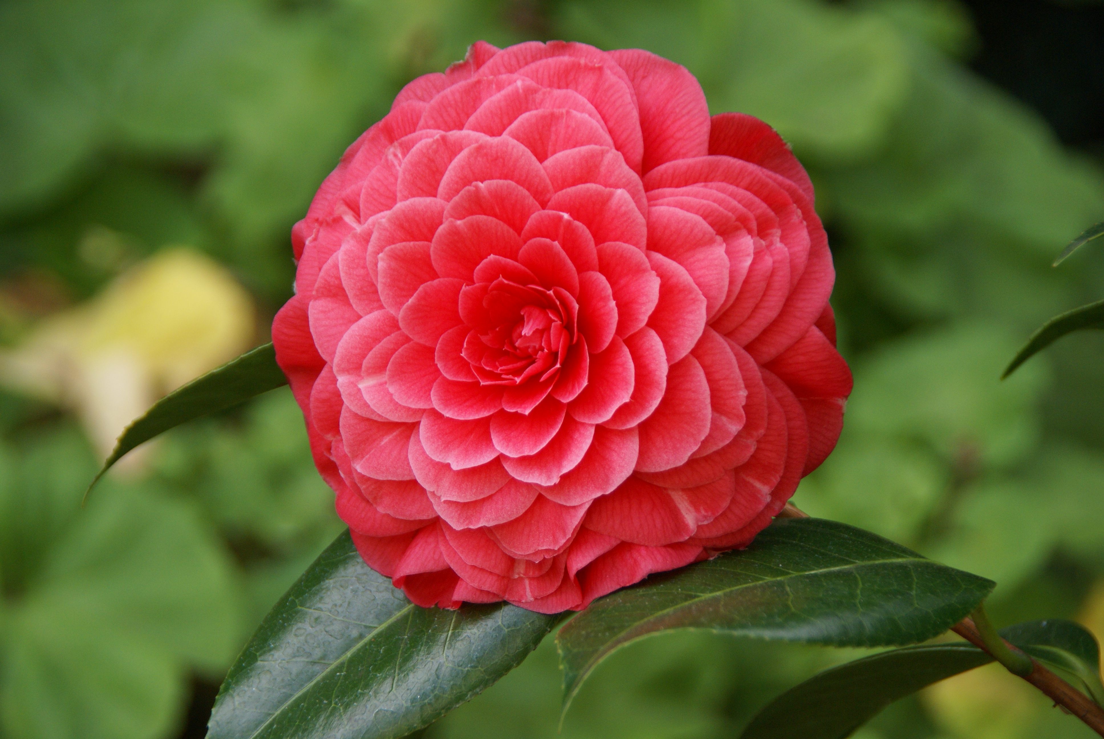 Камелия. Камелия японская цветок. Растение Камелия Японика. Роза Камелия. Камелия японская красная.