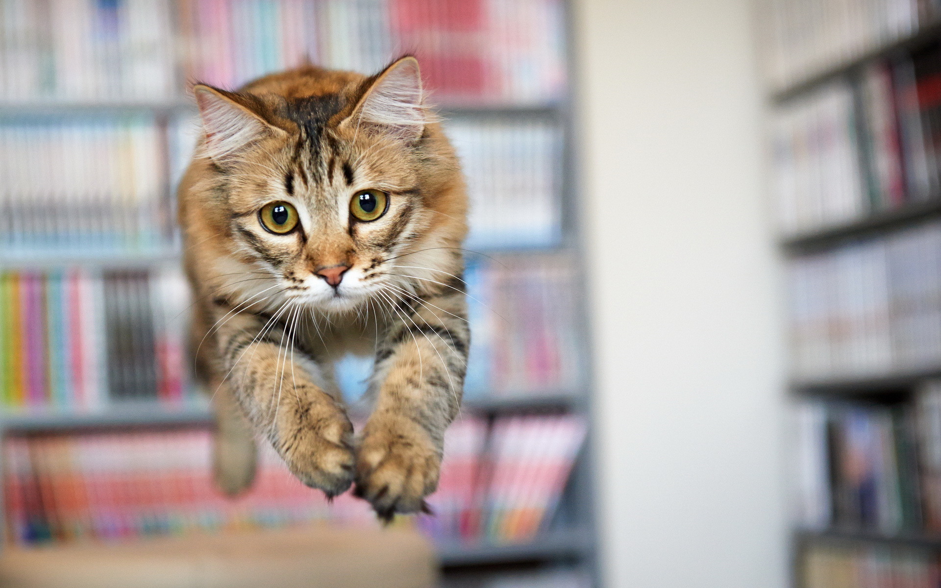 Кот готовящийся к прыжку скачать