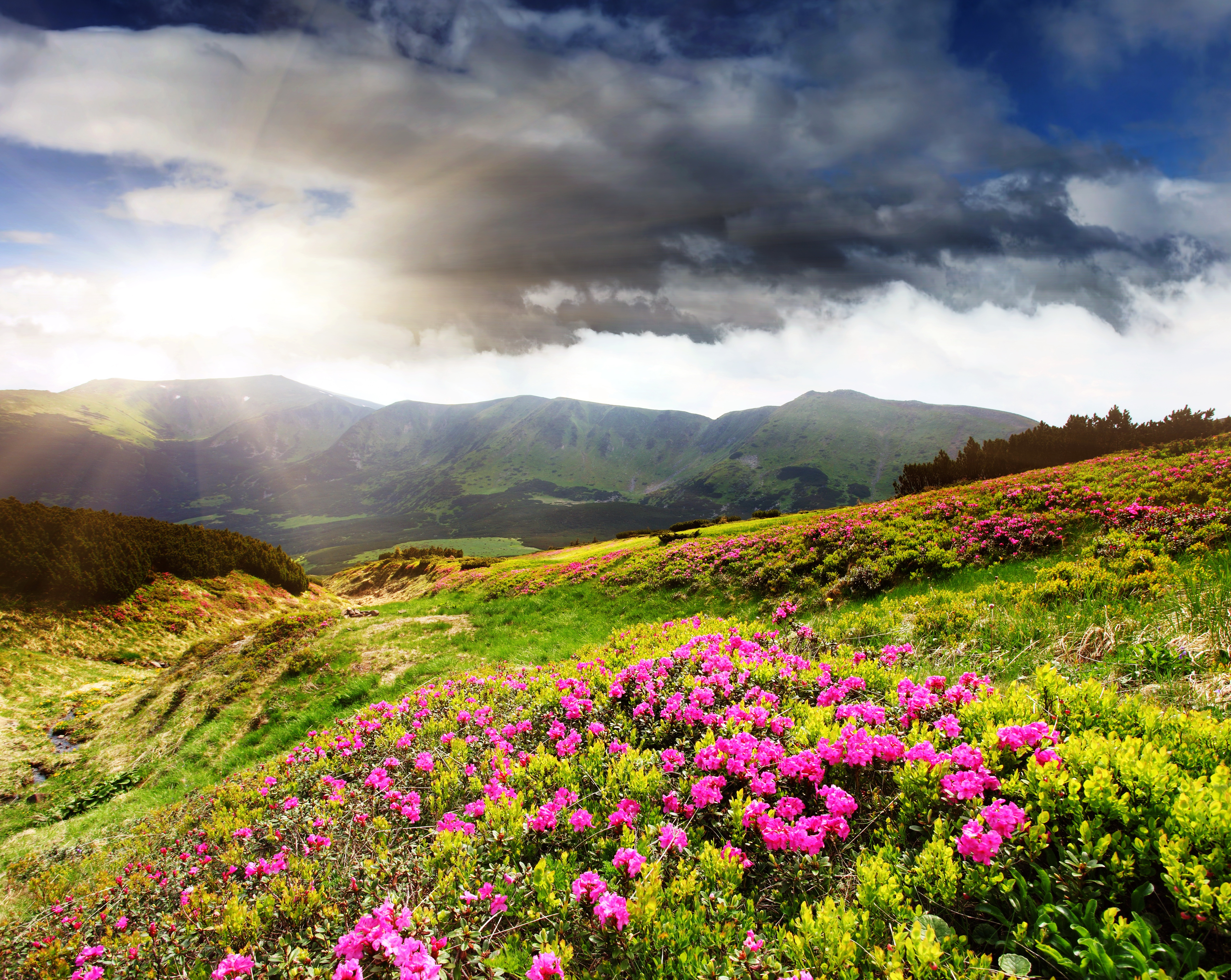 Фотография гора Природа Небо Луга Пейзаж Рододендрон 5400x4300 Горы