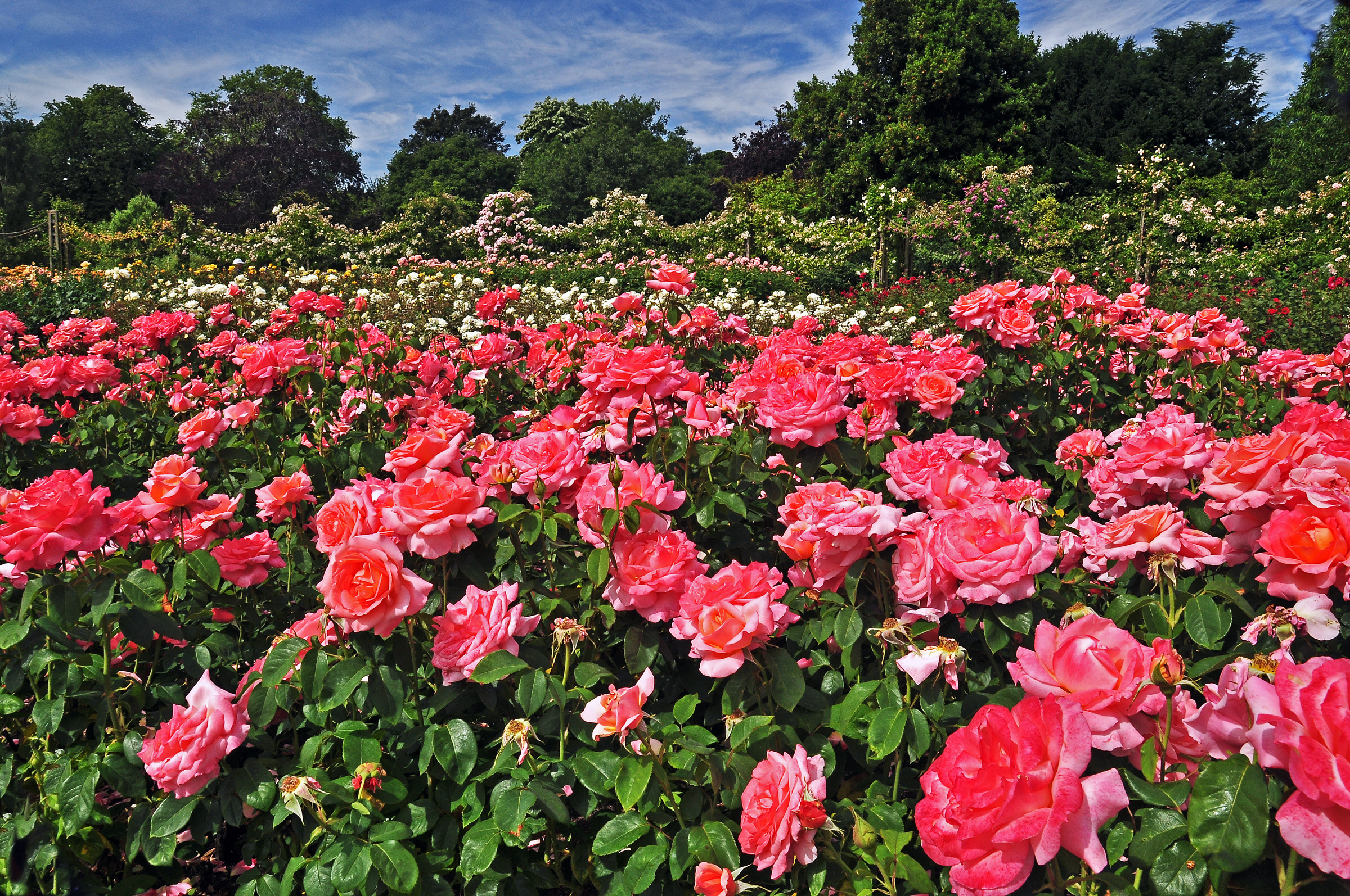 Картинка Лондон Англия Regents Park Queens Garden роза розовые Сады Цветы М...