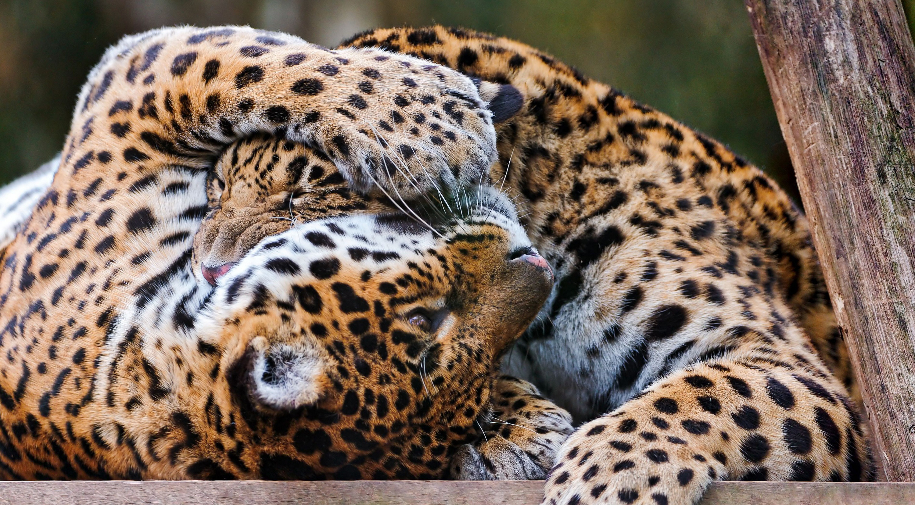 леопард детеныш бревно животное природа скачать