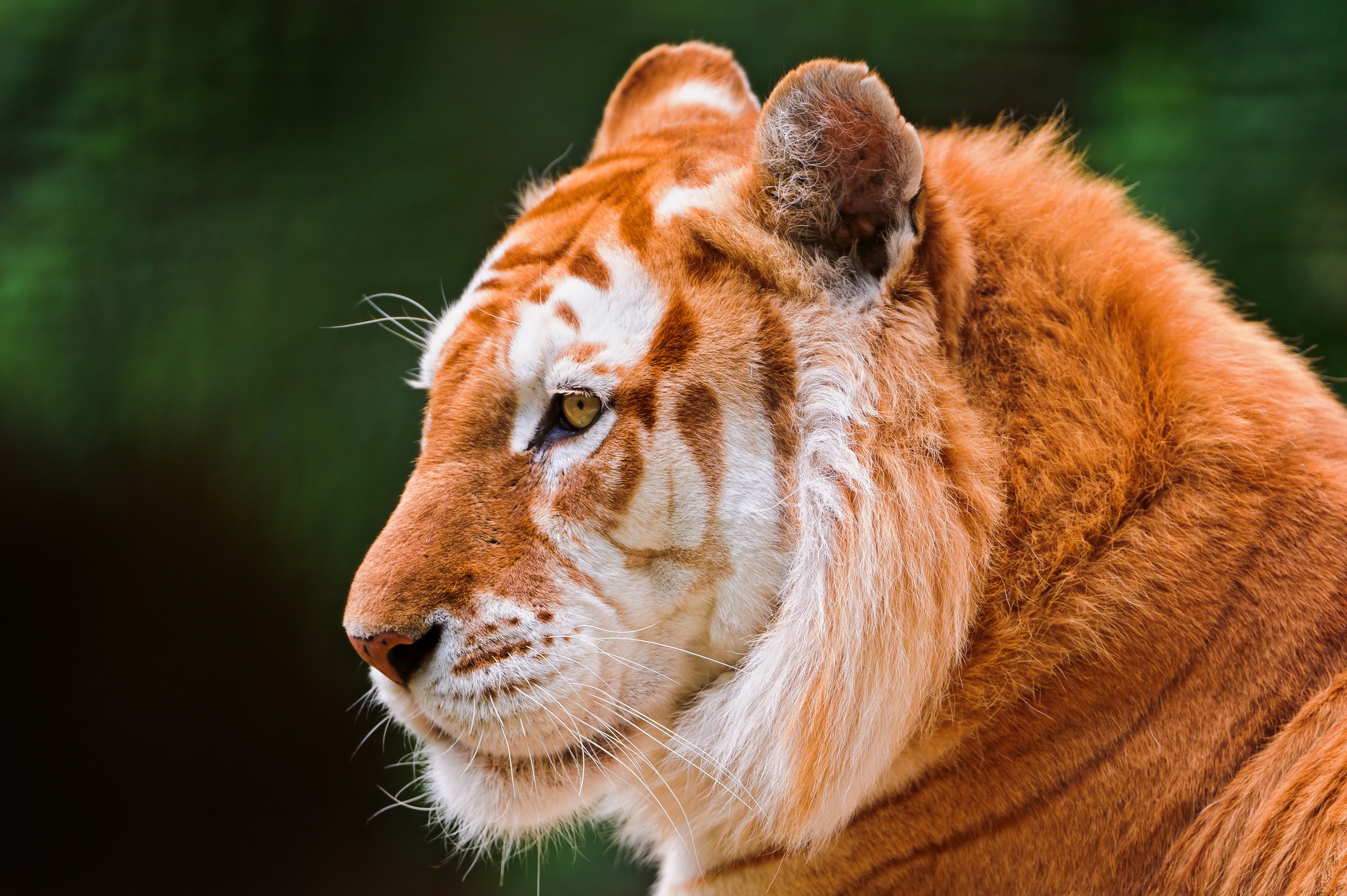 Картинки животных красивые. Голден Тайгер тигр. Золотой полосатый тигр. Золотой тигр альбинос. Тигр морда.